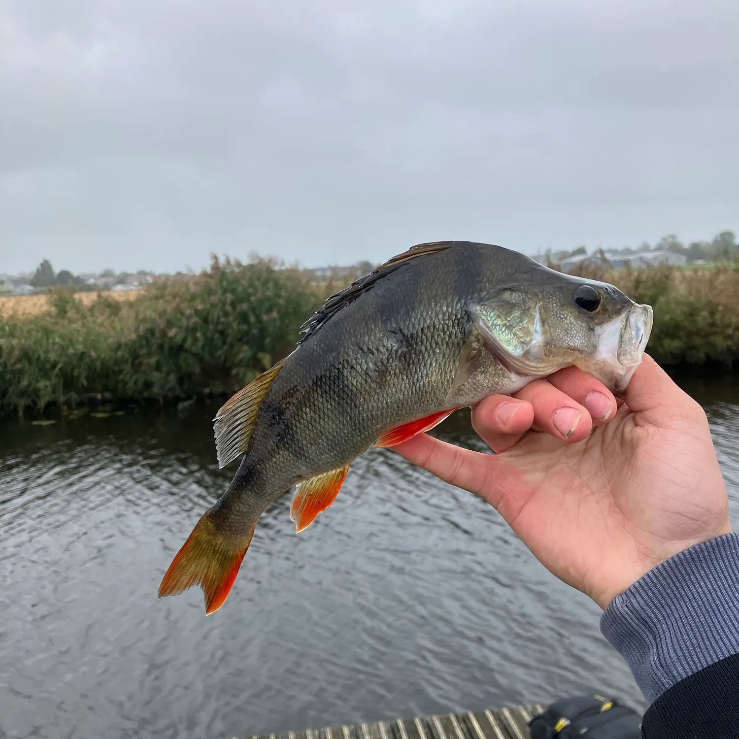European perch caught on Fishbrain