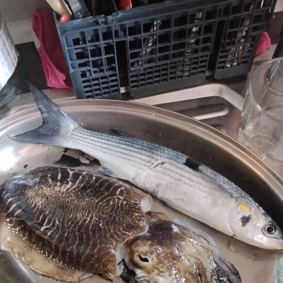 The most recent Common cuttlefish catches on Fishbrain