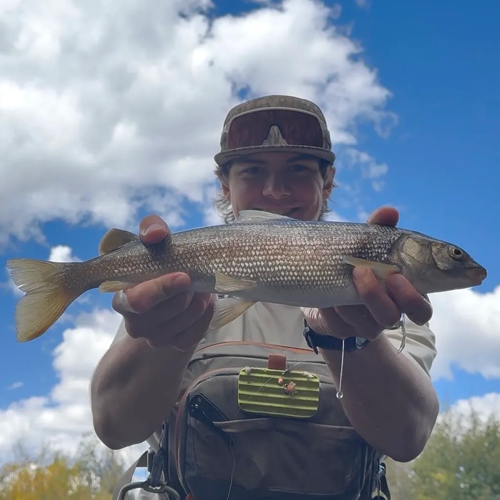 Mountain whitefish caught on Fishbrain
