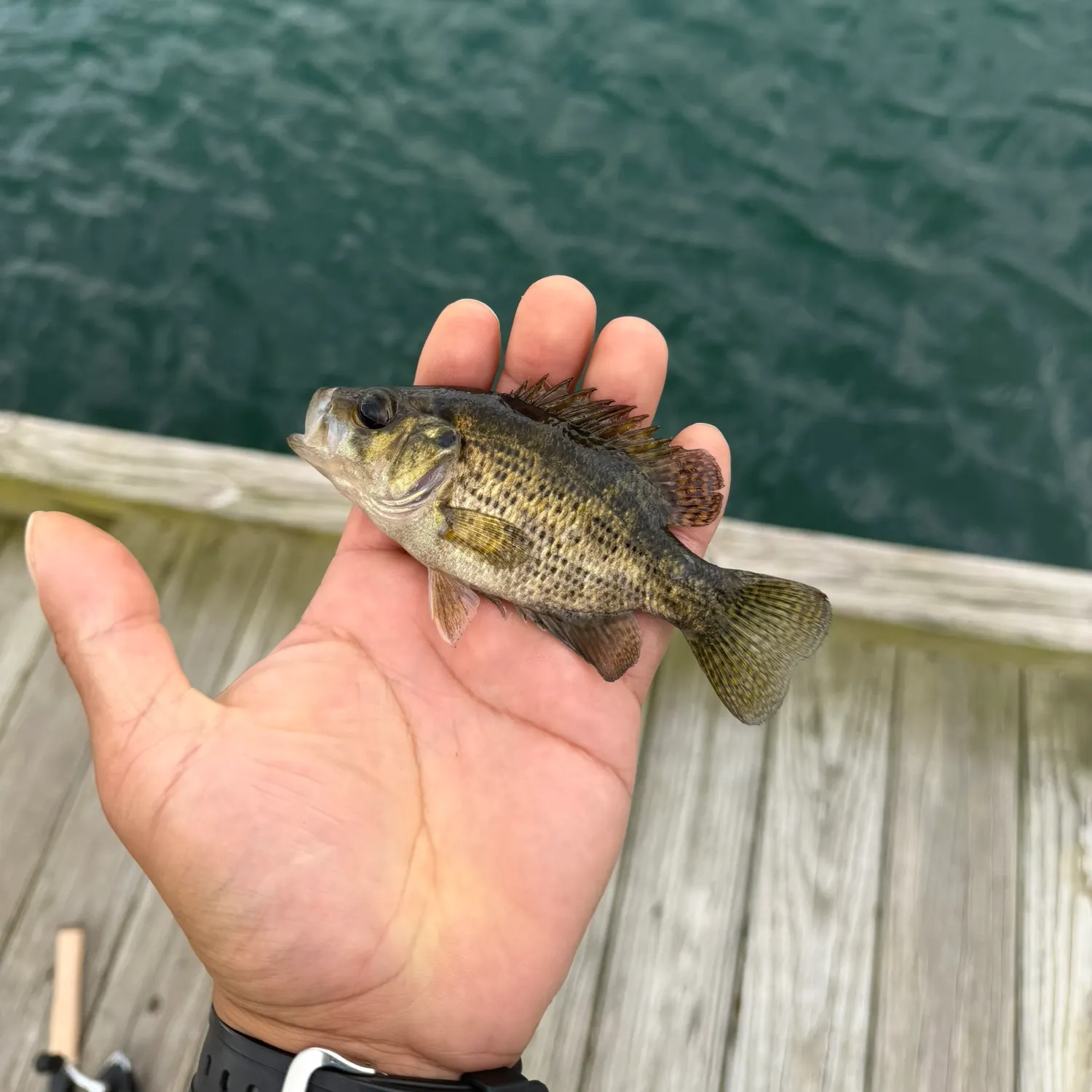 Rock bass caught on Fishbrain