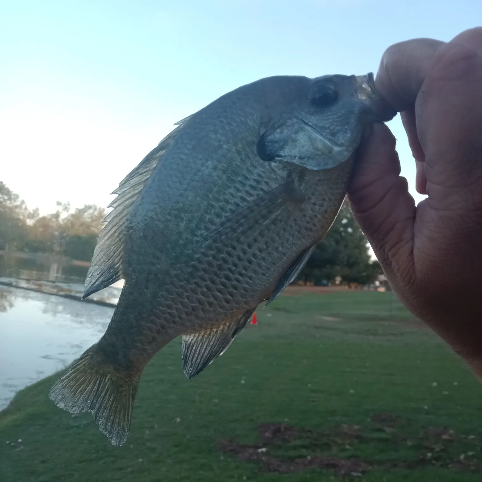 Bluegill caught on Fishbrain