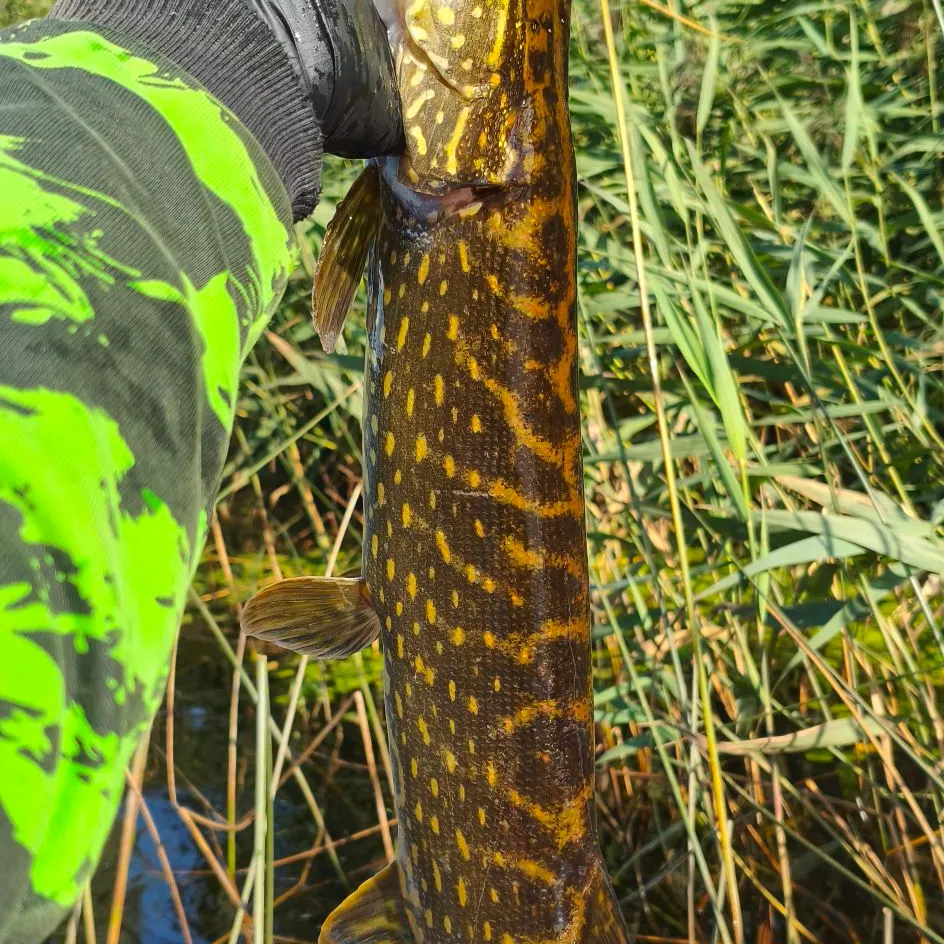 Northern pike caught on Fishbrain