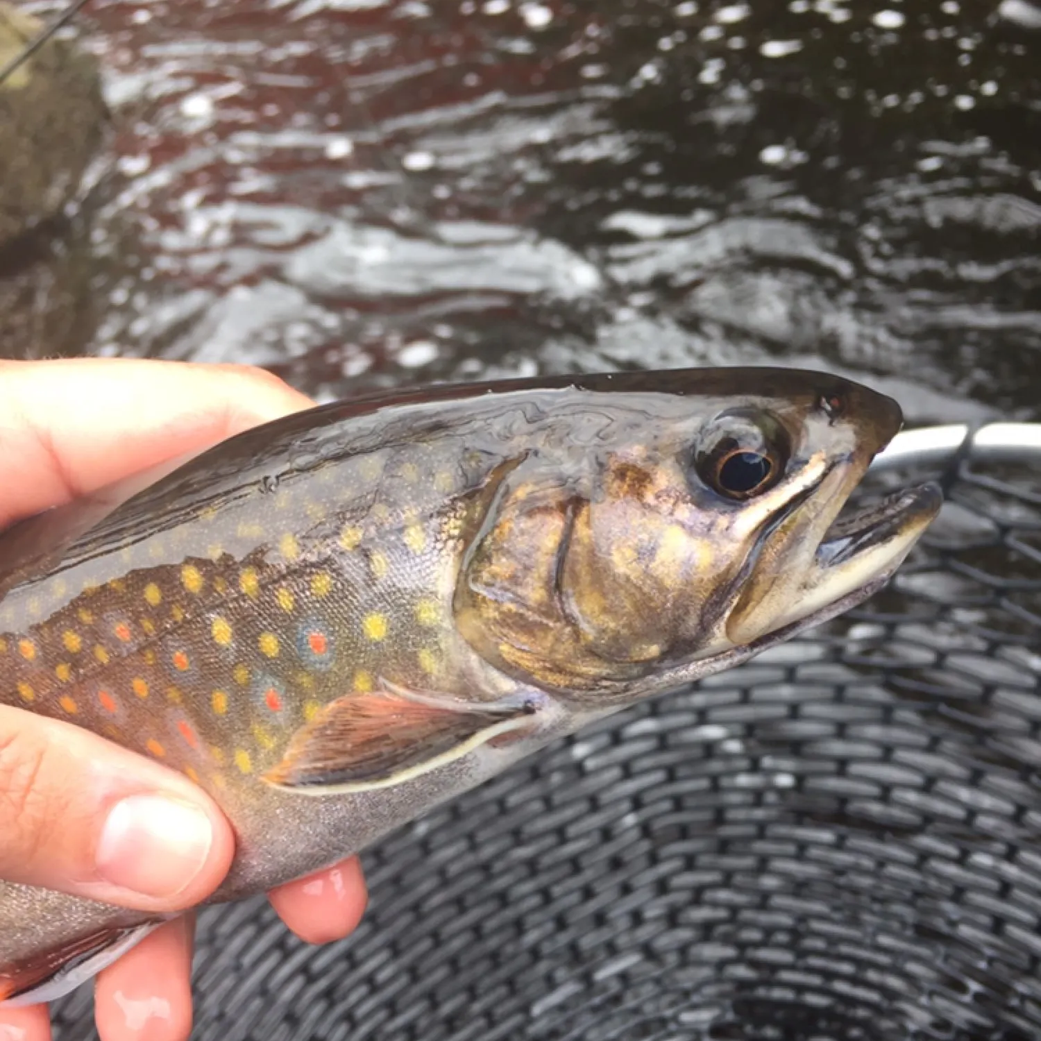Brook trout caught on Fishbrain