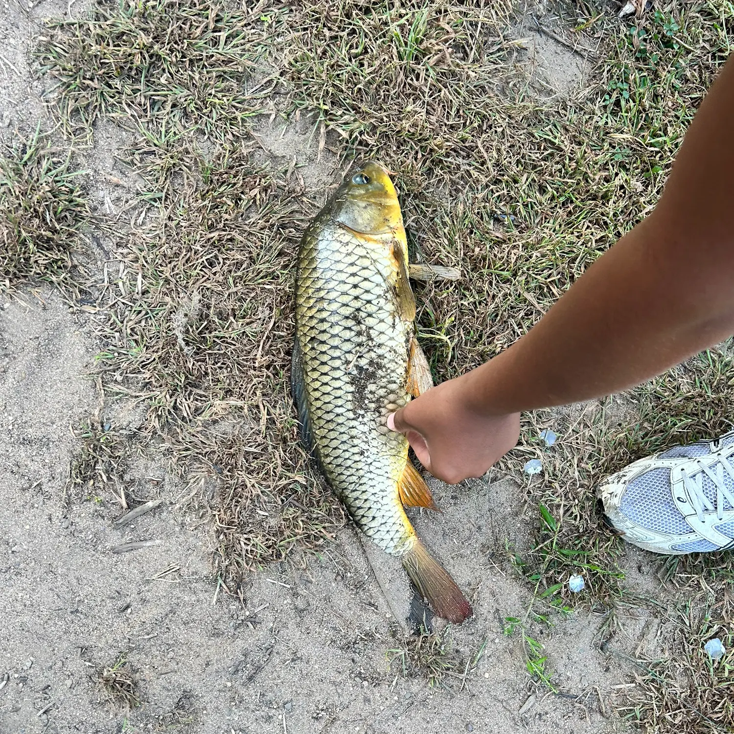 Common carp caught on Fishbrain