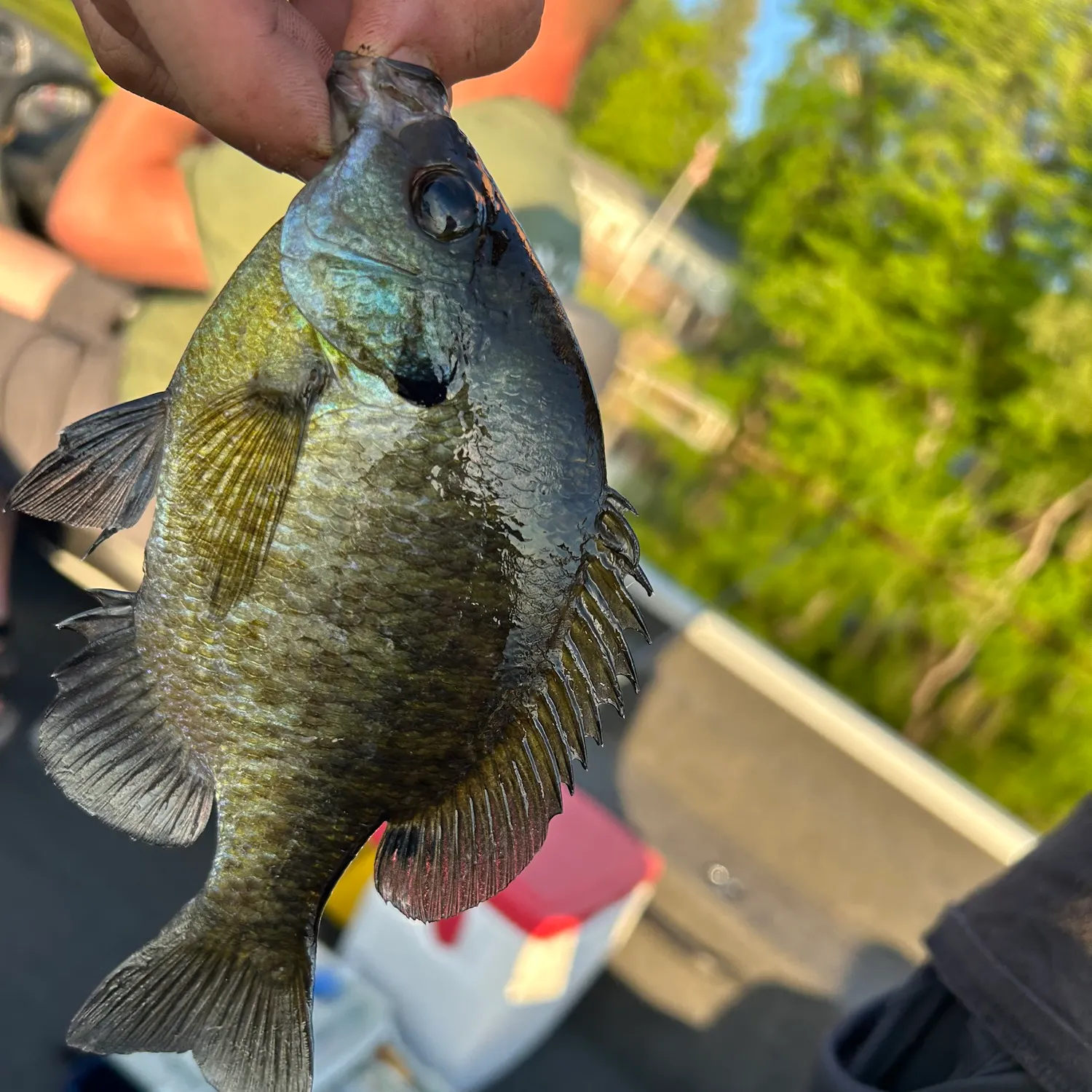 catch