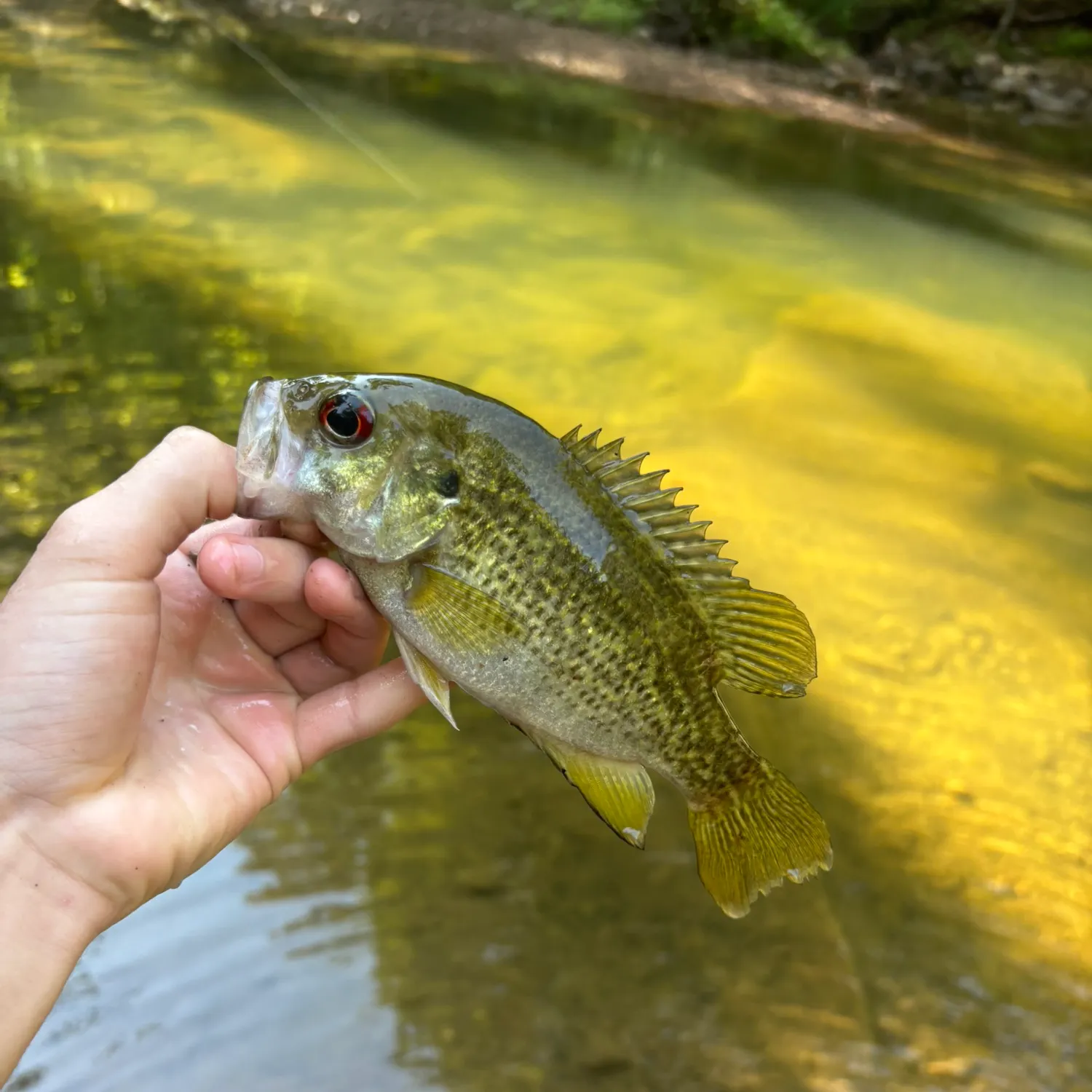 Rock bass caught on Fishbrain