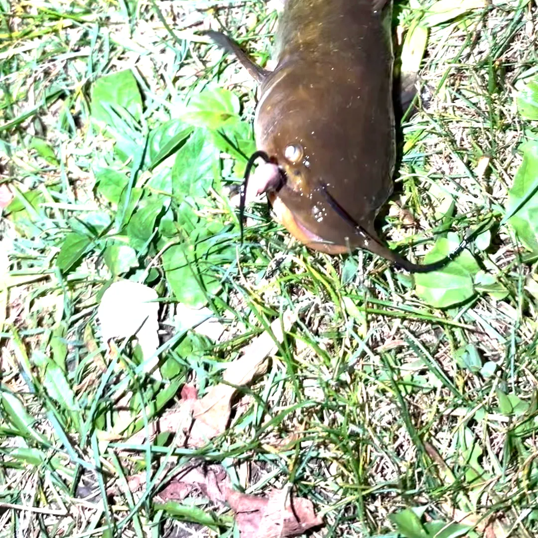 Brown bullhead caught on Fishbrain
