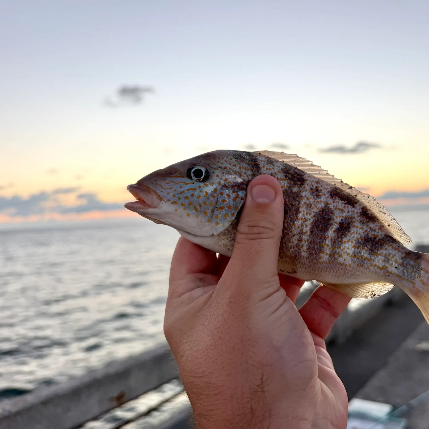 The most recent Mangrove snapper catches on Fishbrain