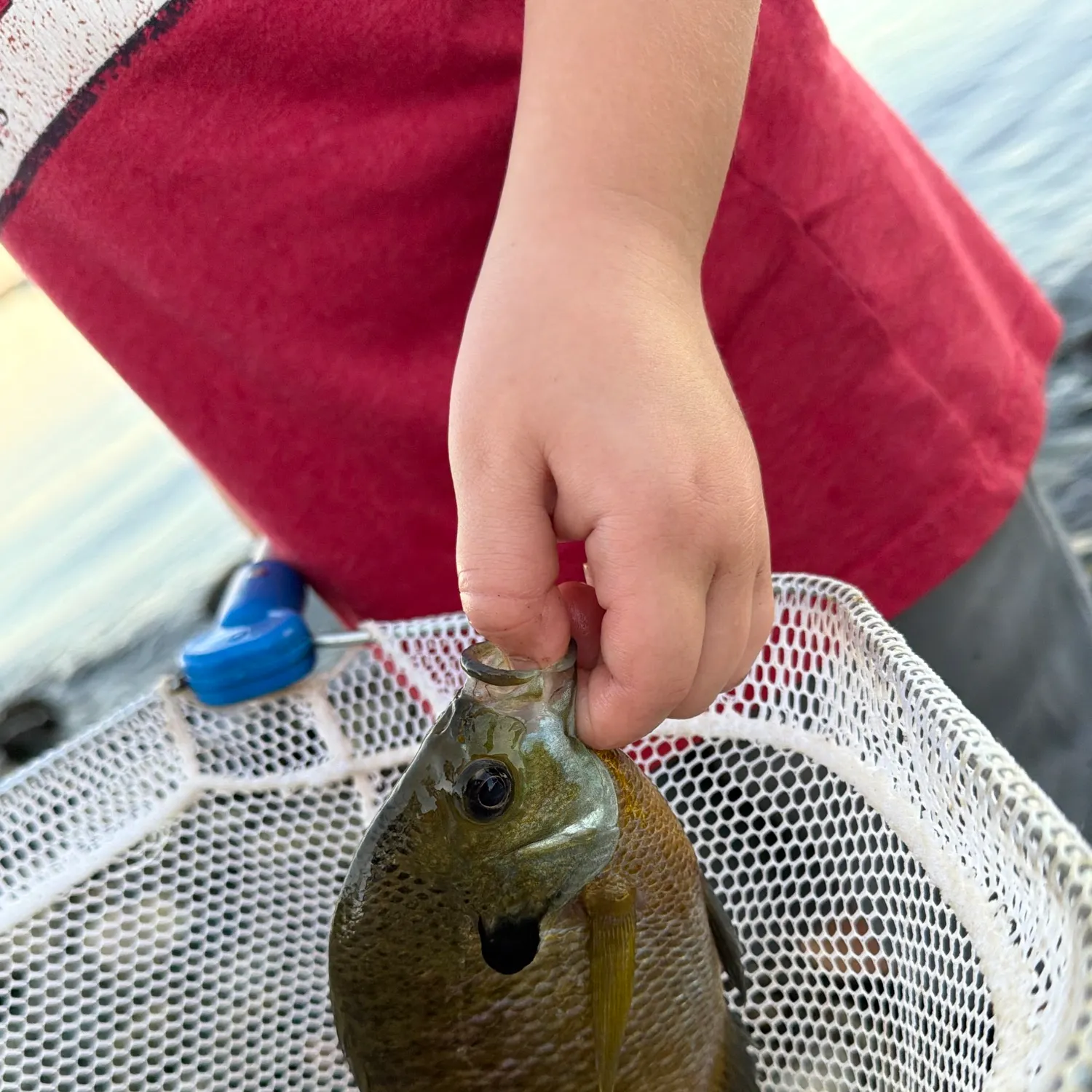 Greengill hybrid caught on Fishbrain