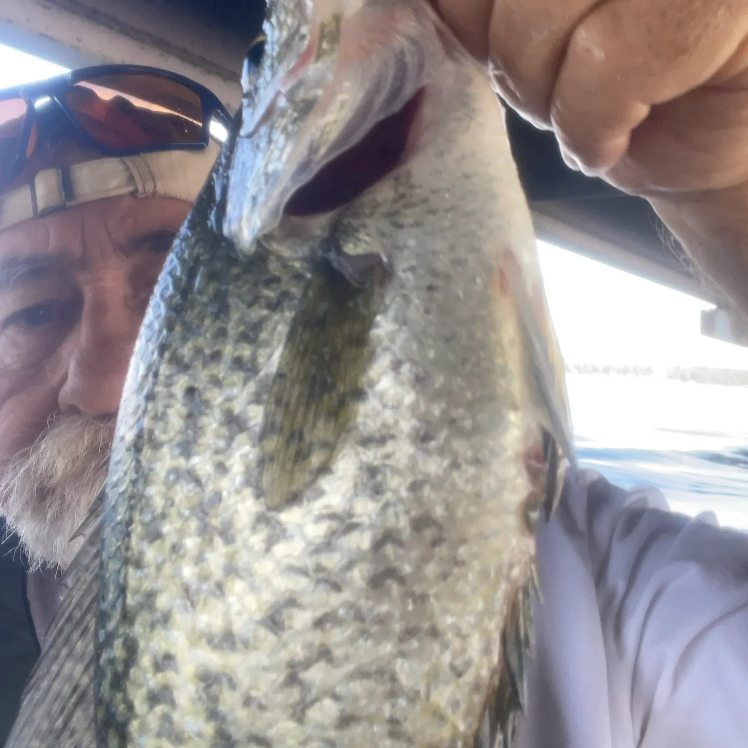 Black crappie caught on Fishbrain