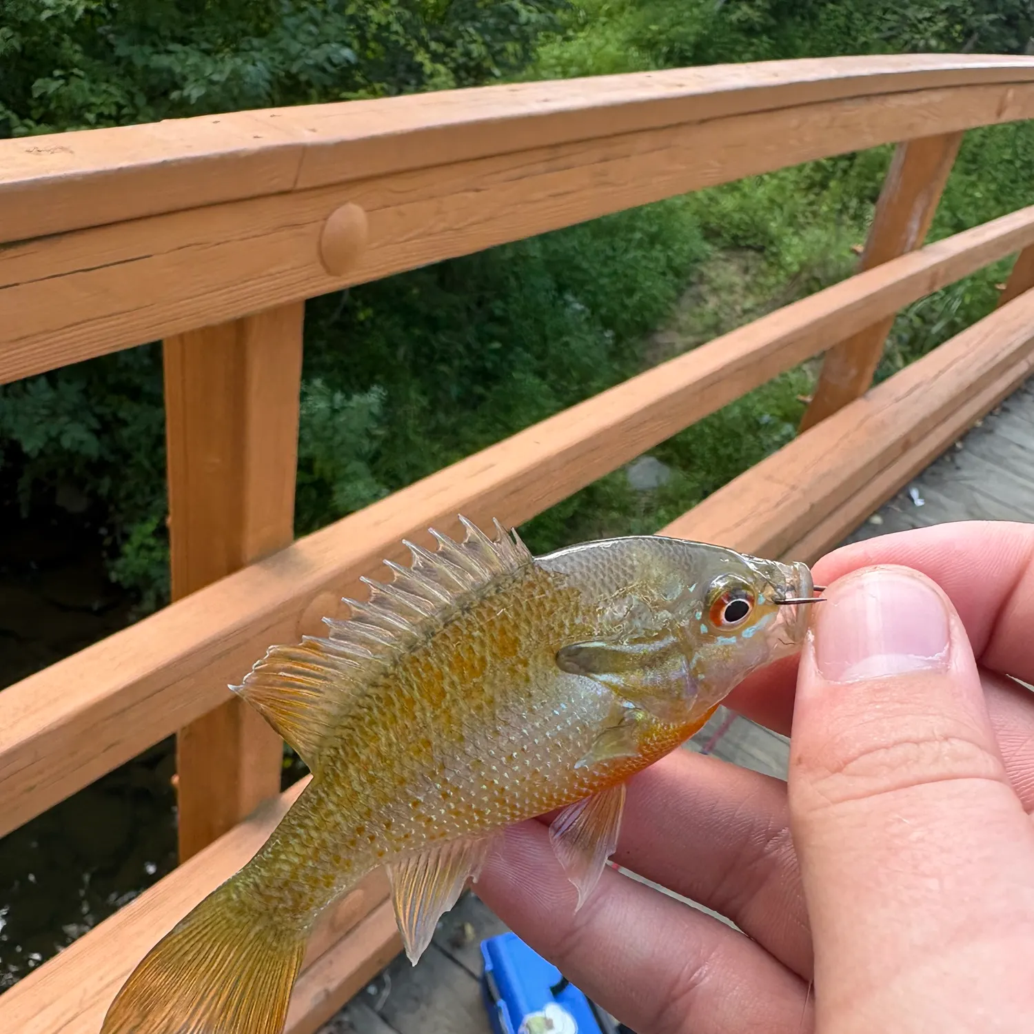 Redbreast sunfish caught on Fishbrain
