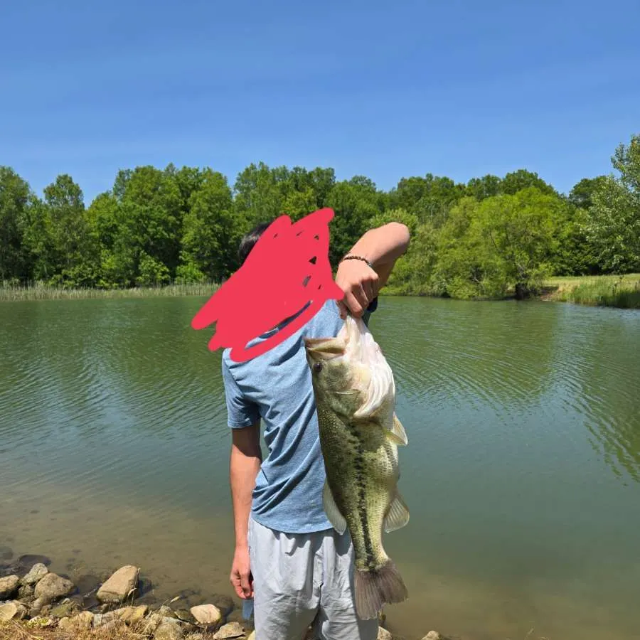 Largemouth bass caught on Fishbrain