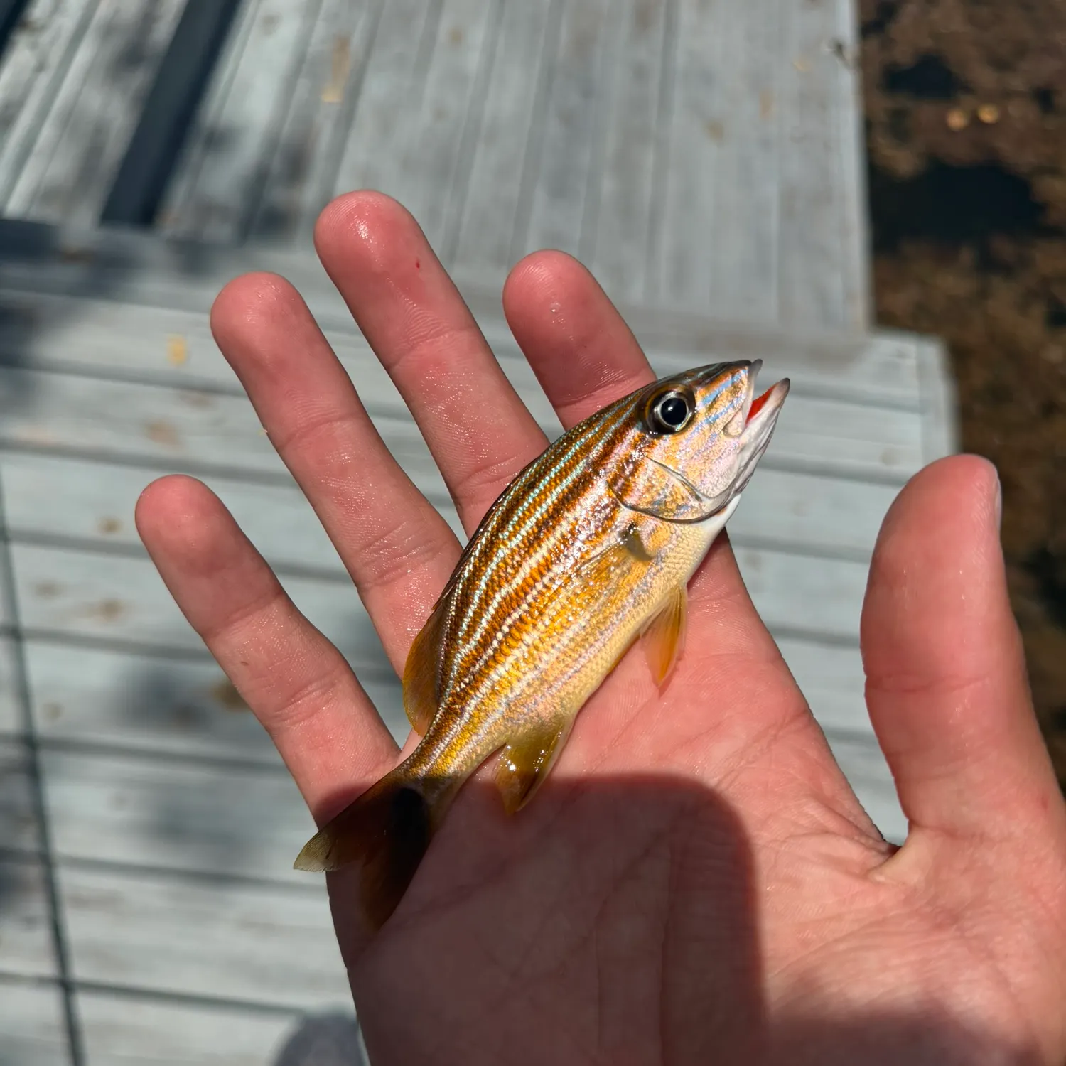 The most recent Bluestriped grunt catches on Fishbrain