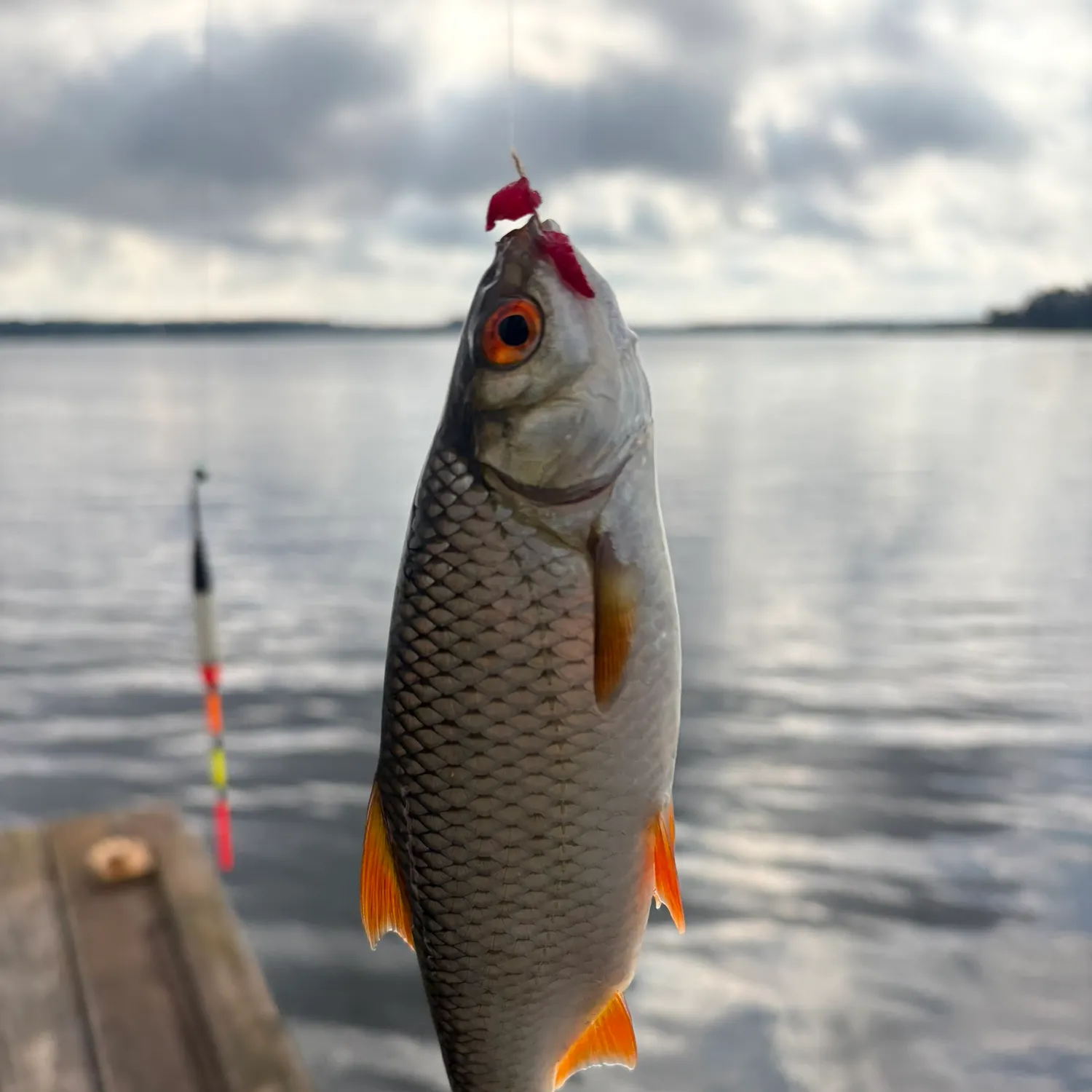 Common roach caught on Fishbrain