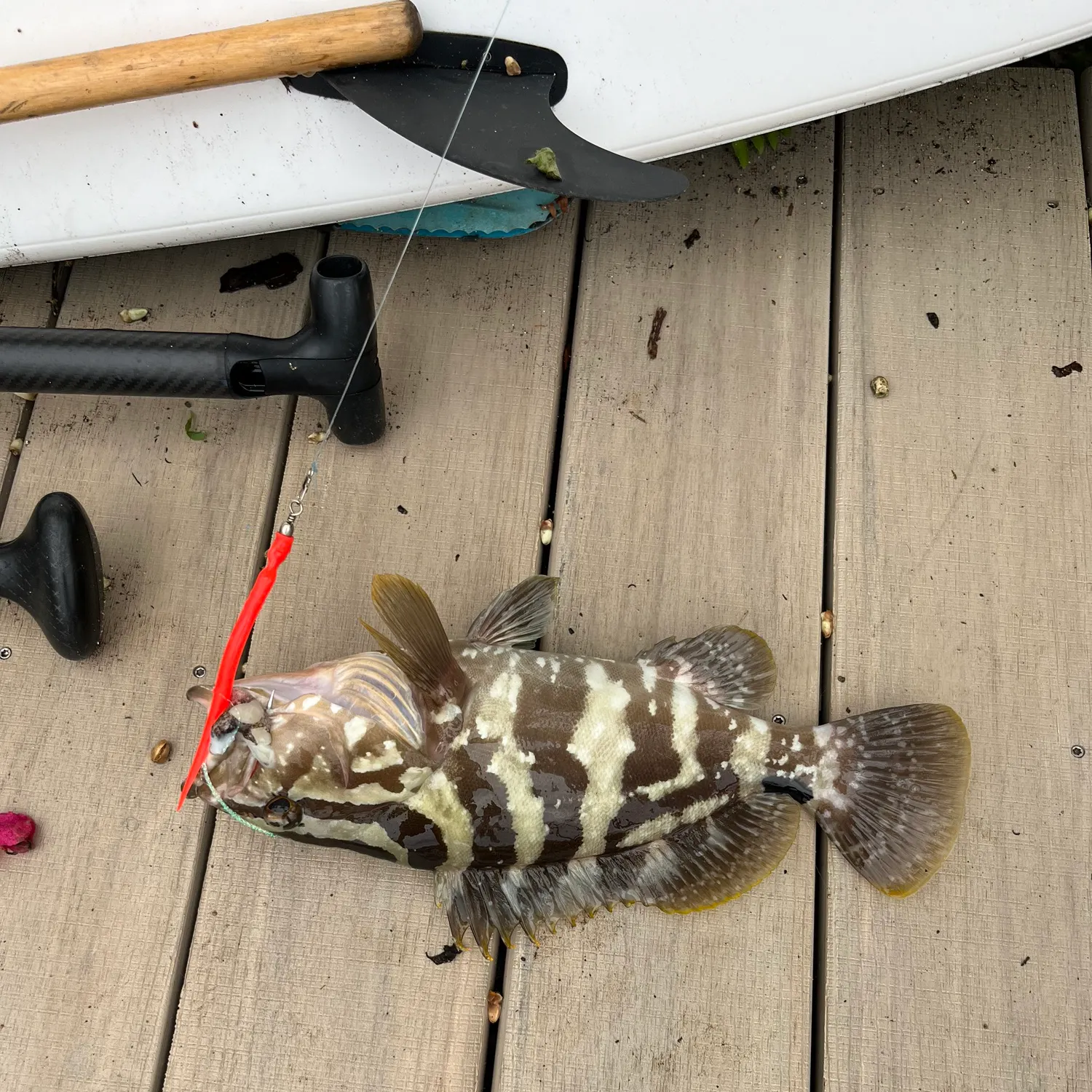 The most recent Nassau grouper catches on Fishbrain
