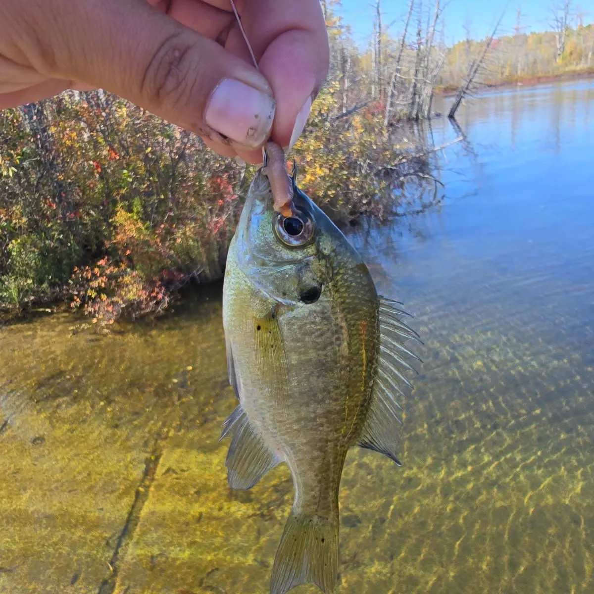 Bluegill caught on Fishbrain