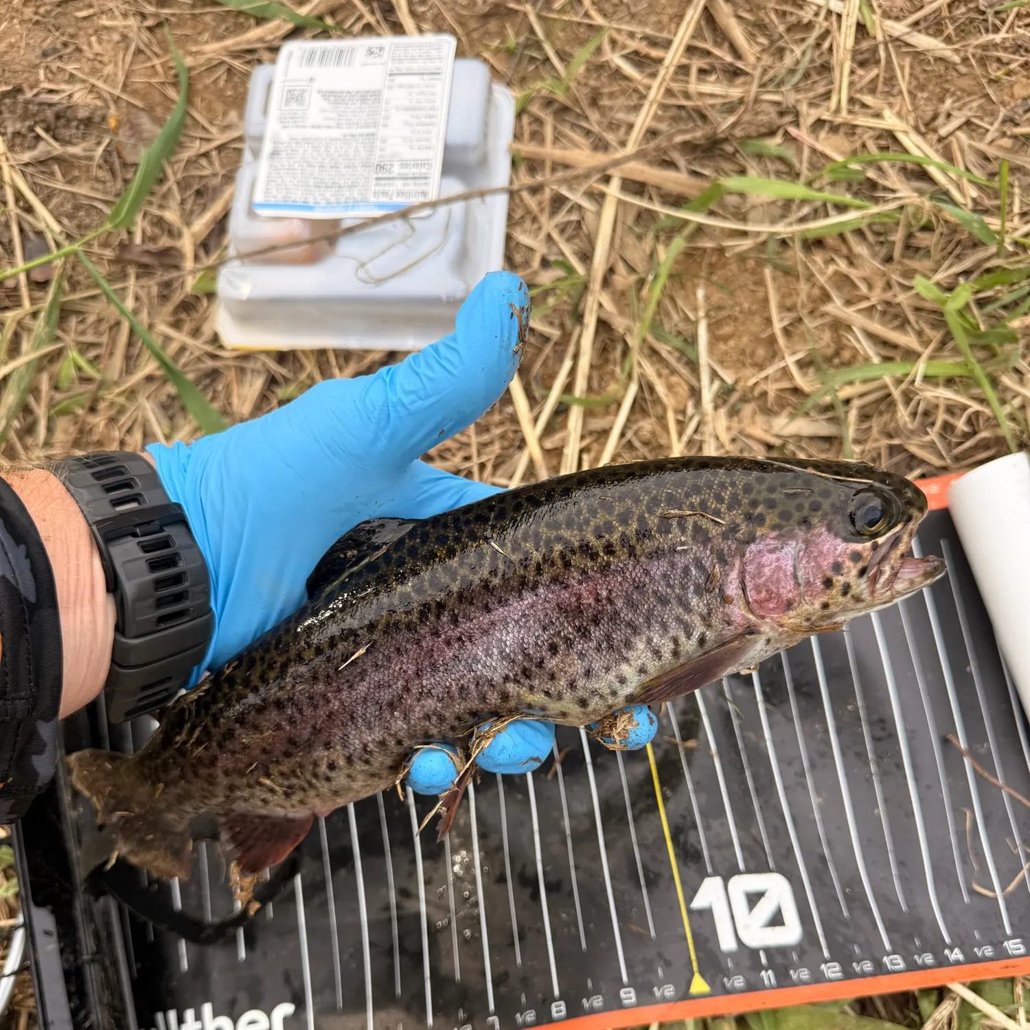 Rainbow trout caught on Fishbrain