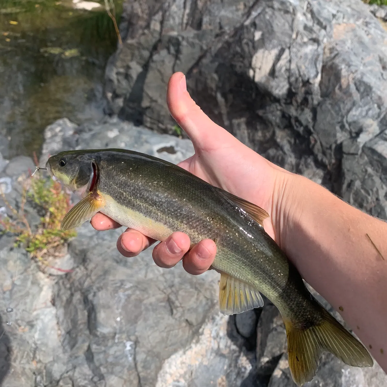 Northern pikeminnow caught on Fishbrain
