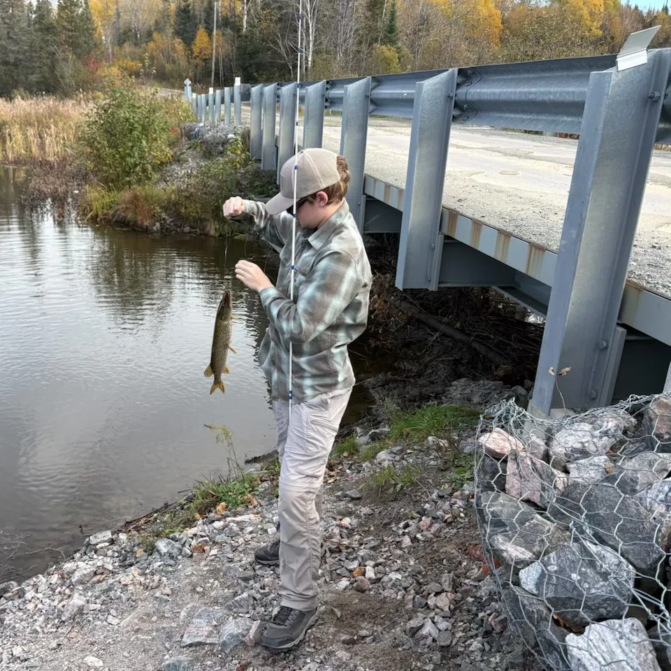 Northern pike caught on Fishbrain