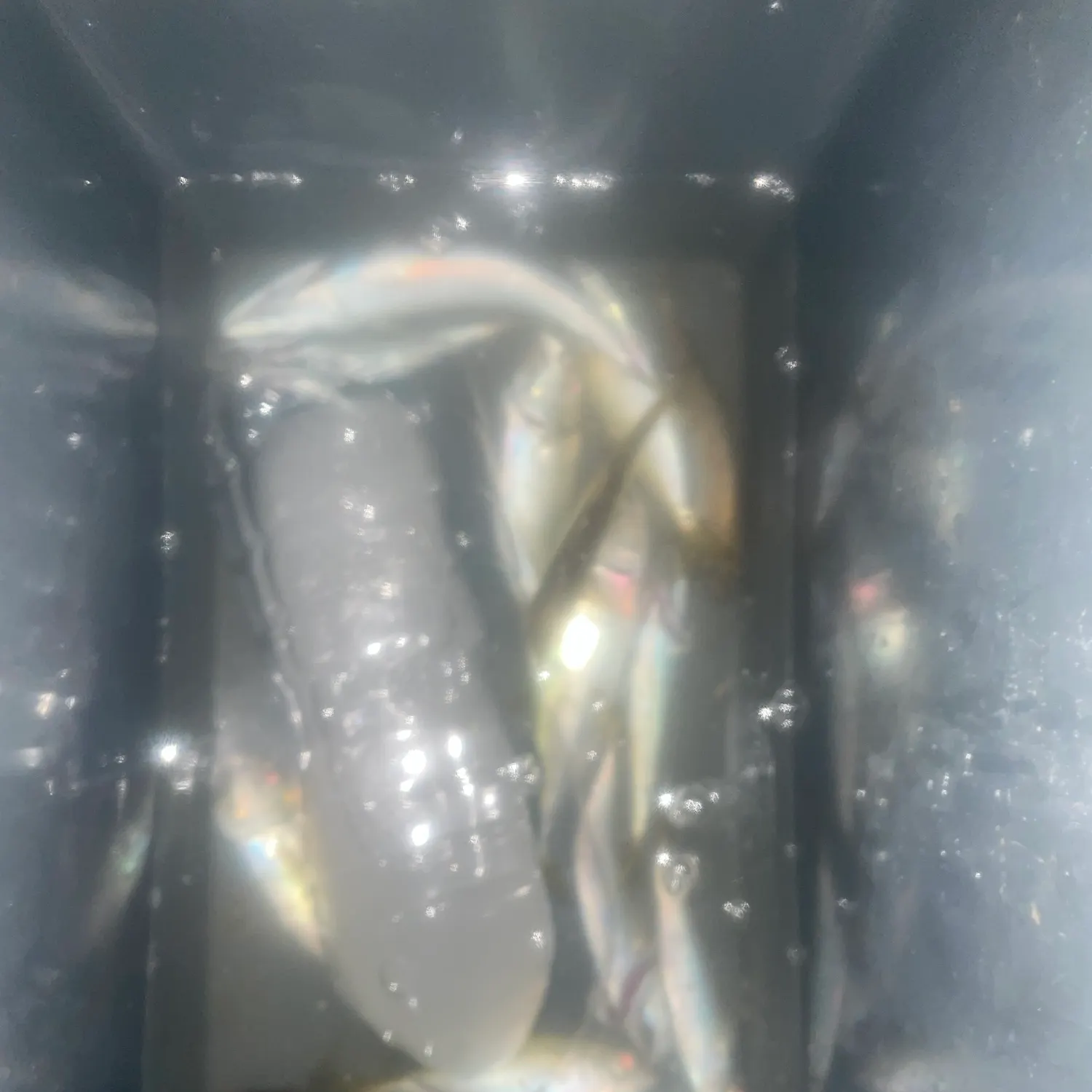 The most recent Pacific chub mackerel catches on Fishbrain