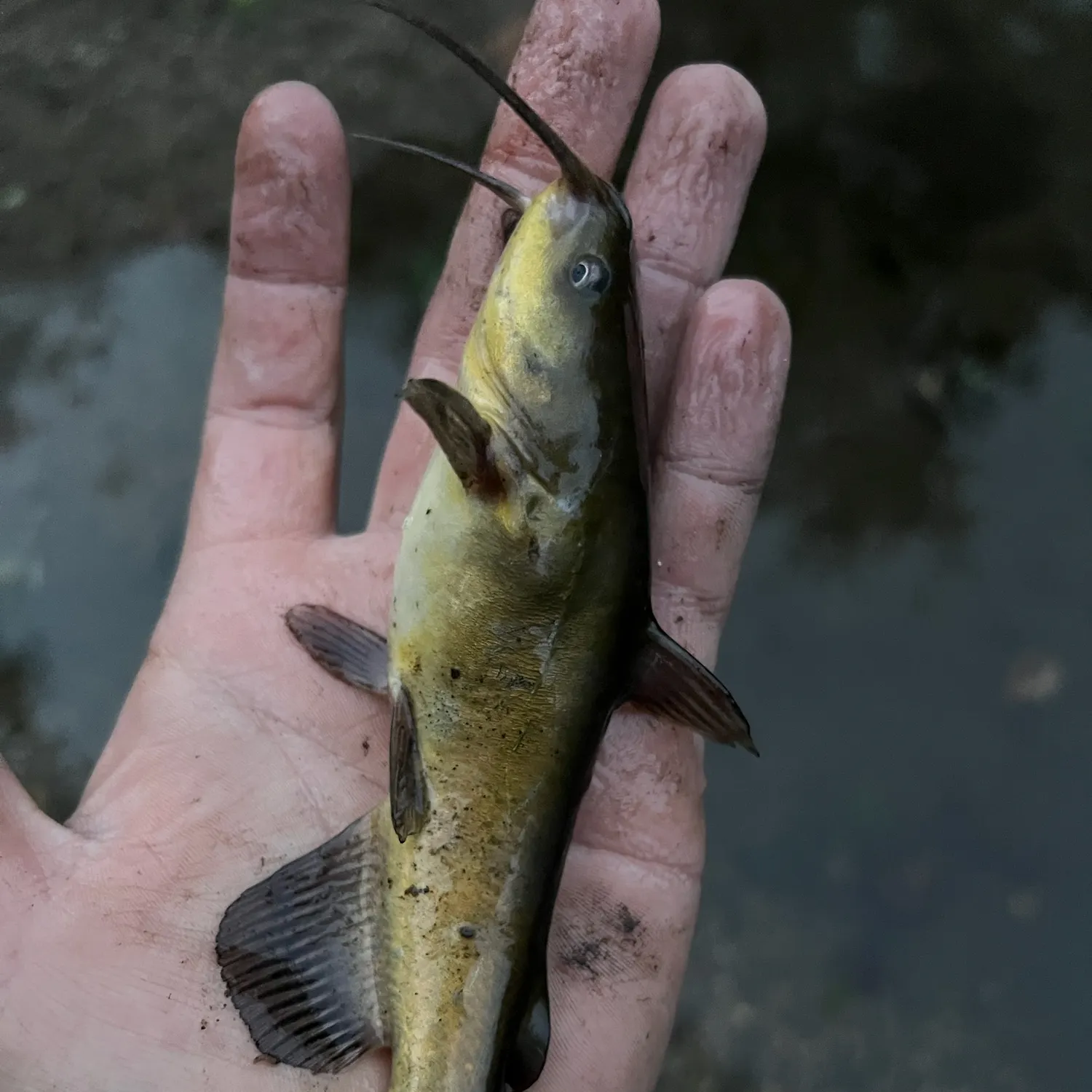 Black bullhead caught on Fishbrain