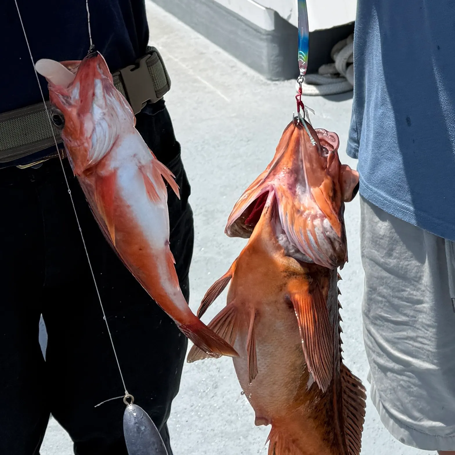 The most recent Vermilion rockfish catches on Fishbrain