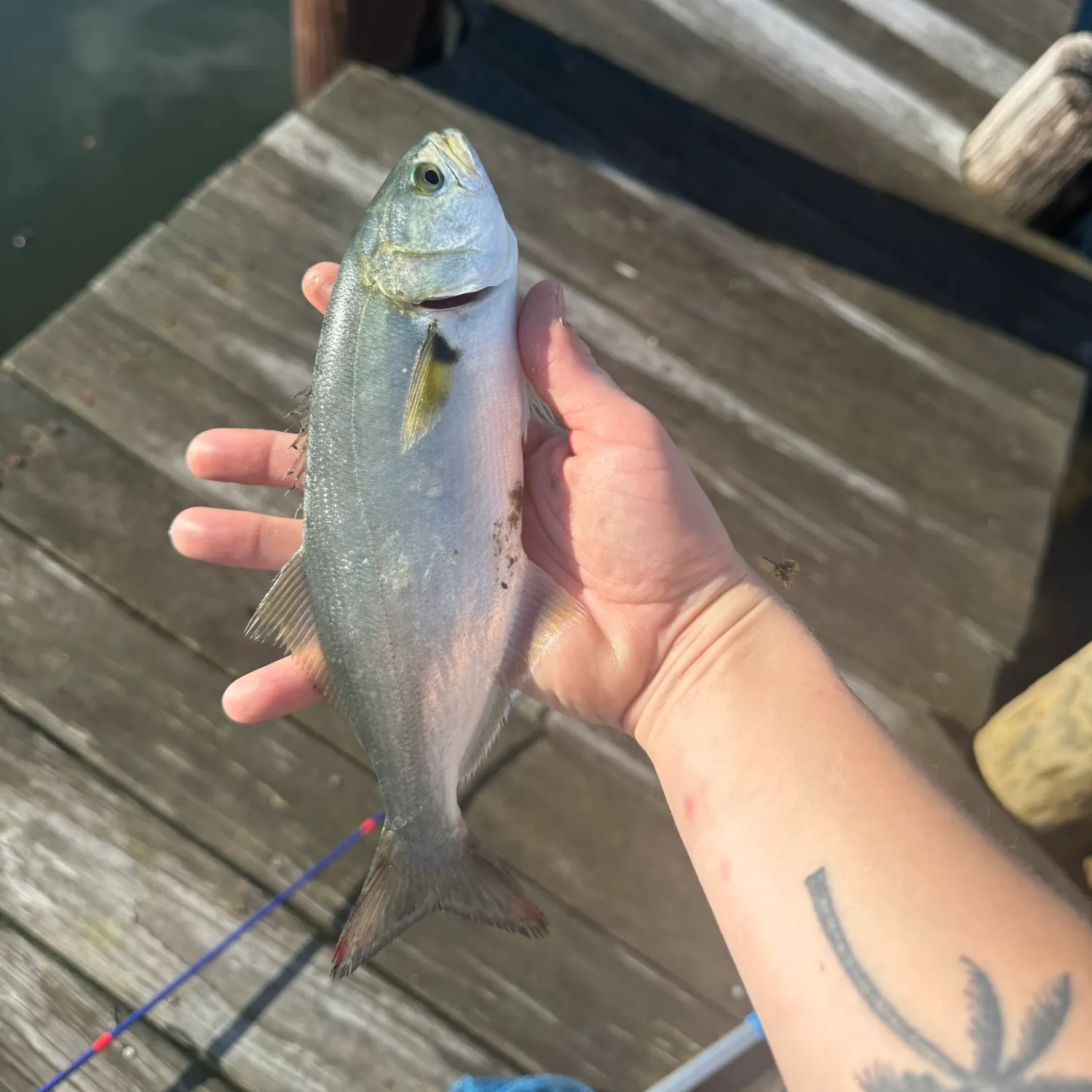 Bluefish caught on Fishbrain