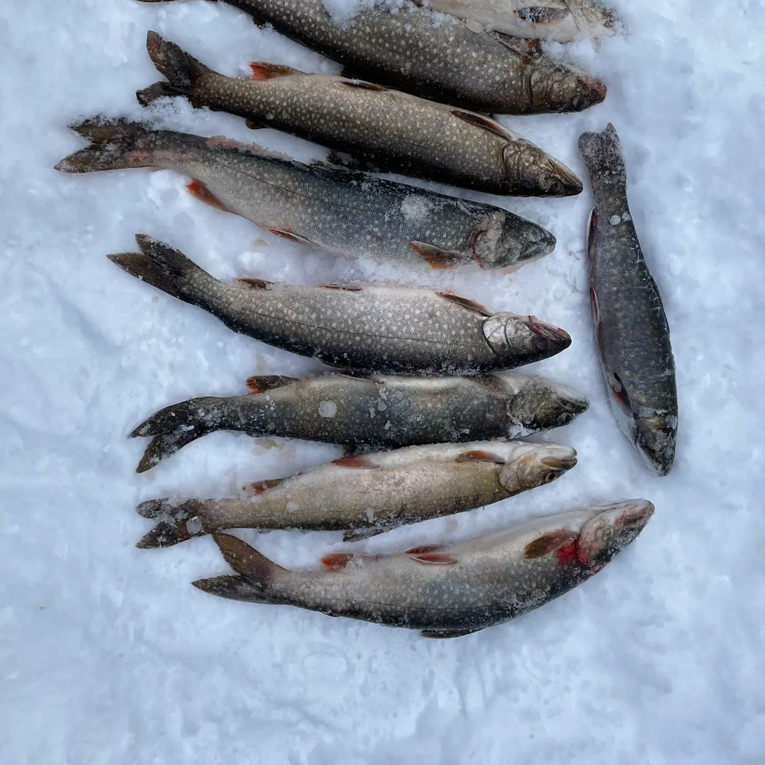 recently logged catches