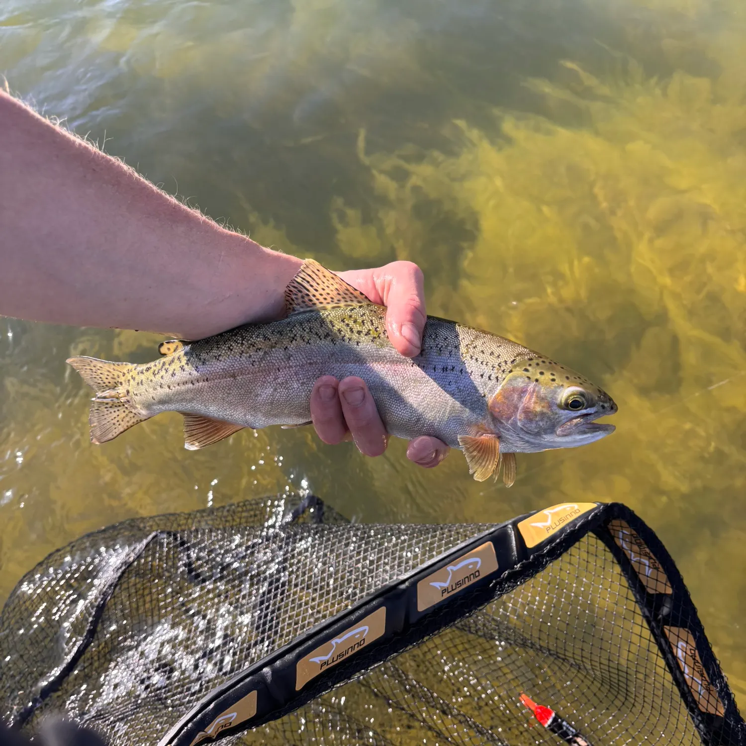The most recent Rainbow trout catches on Fishbrain