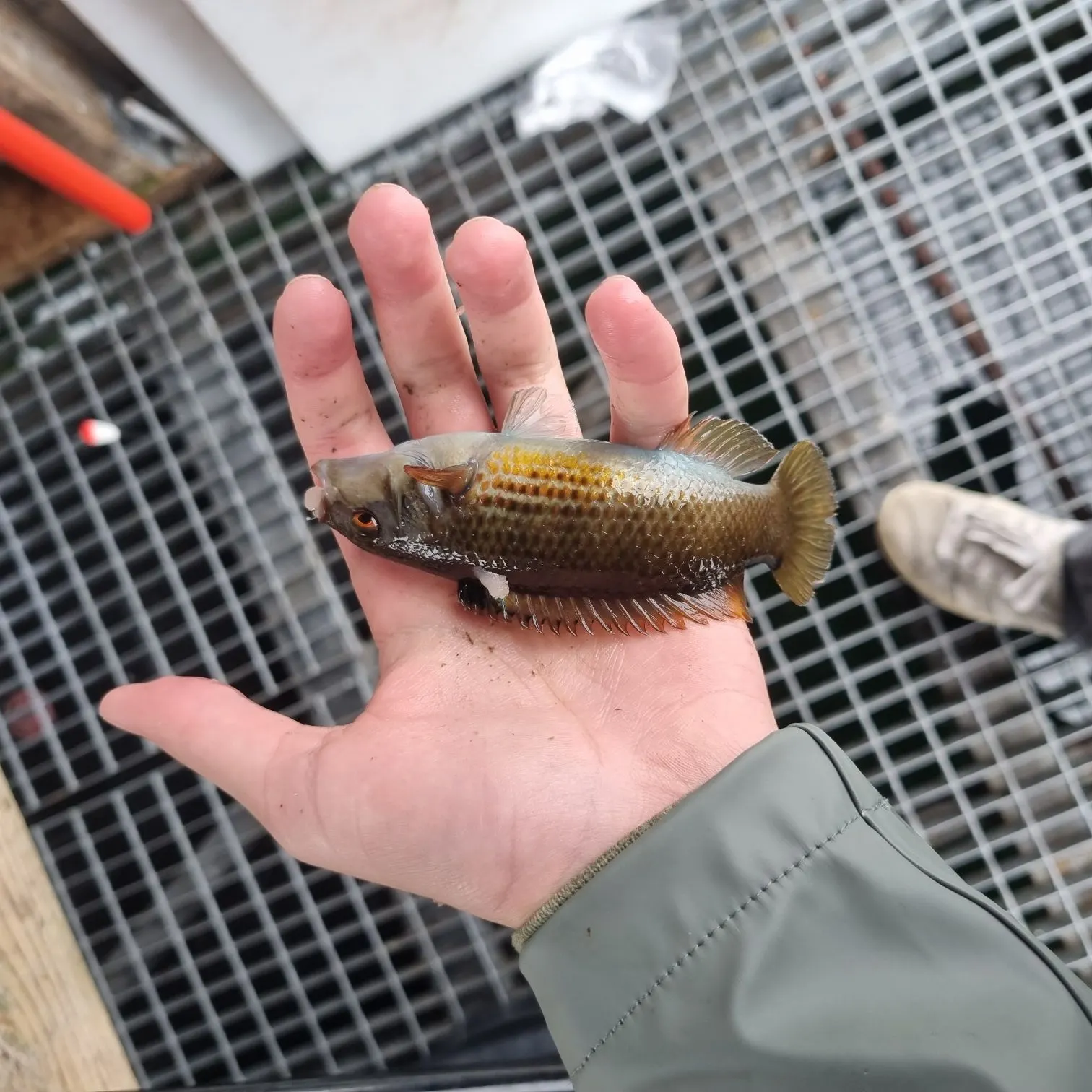 The most recent Rock cook catches on Fishbrain