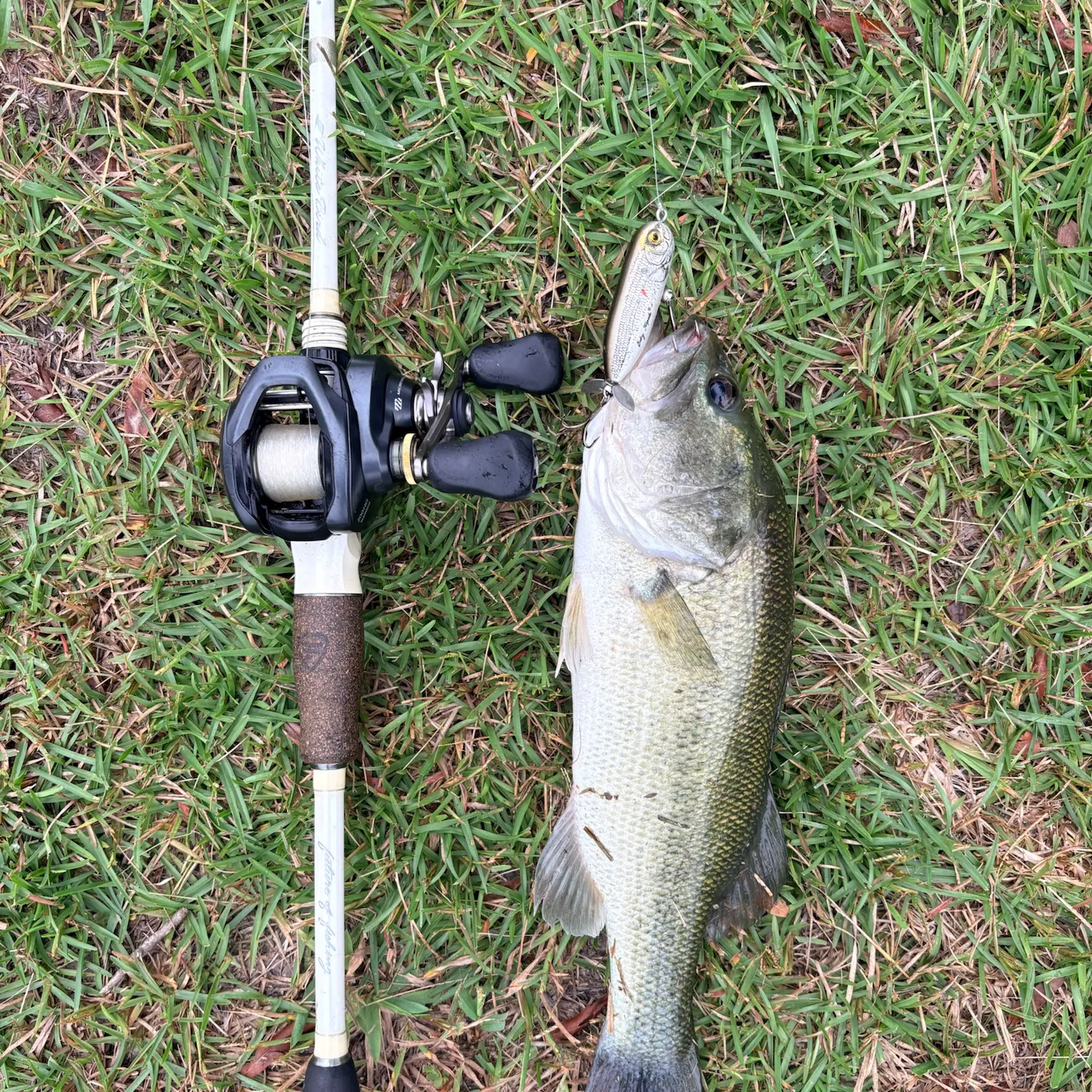 Largemouth bass caught on Fishbrain