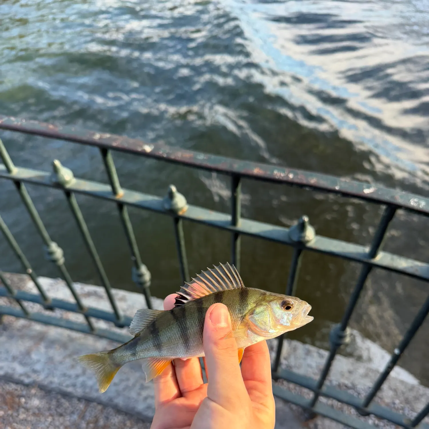 European perch caught on Fishbrain
