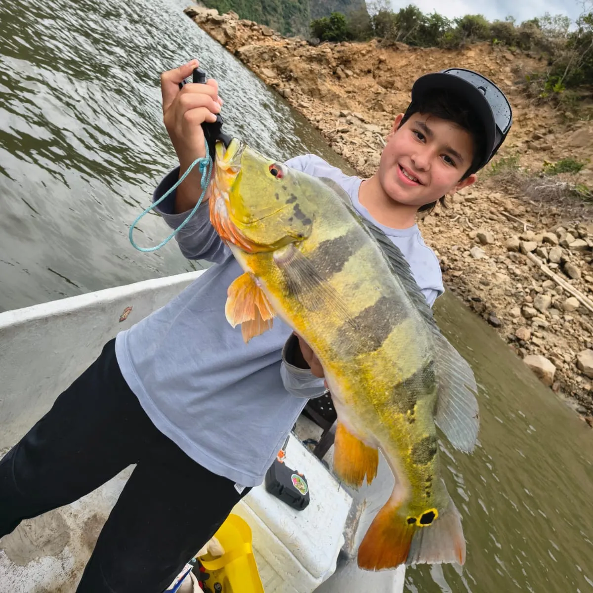 The most recent Speckled peacock bass catches on Fishbrain