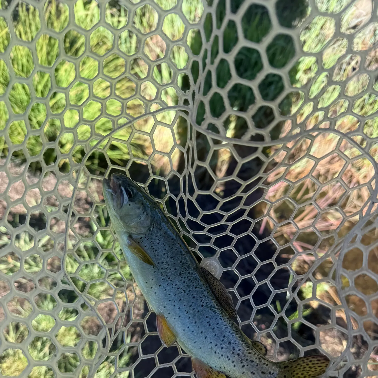 The most recent Apache trout catches on Fishbrain