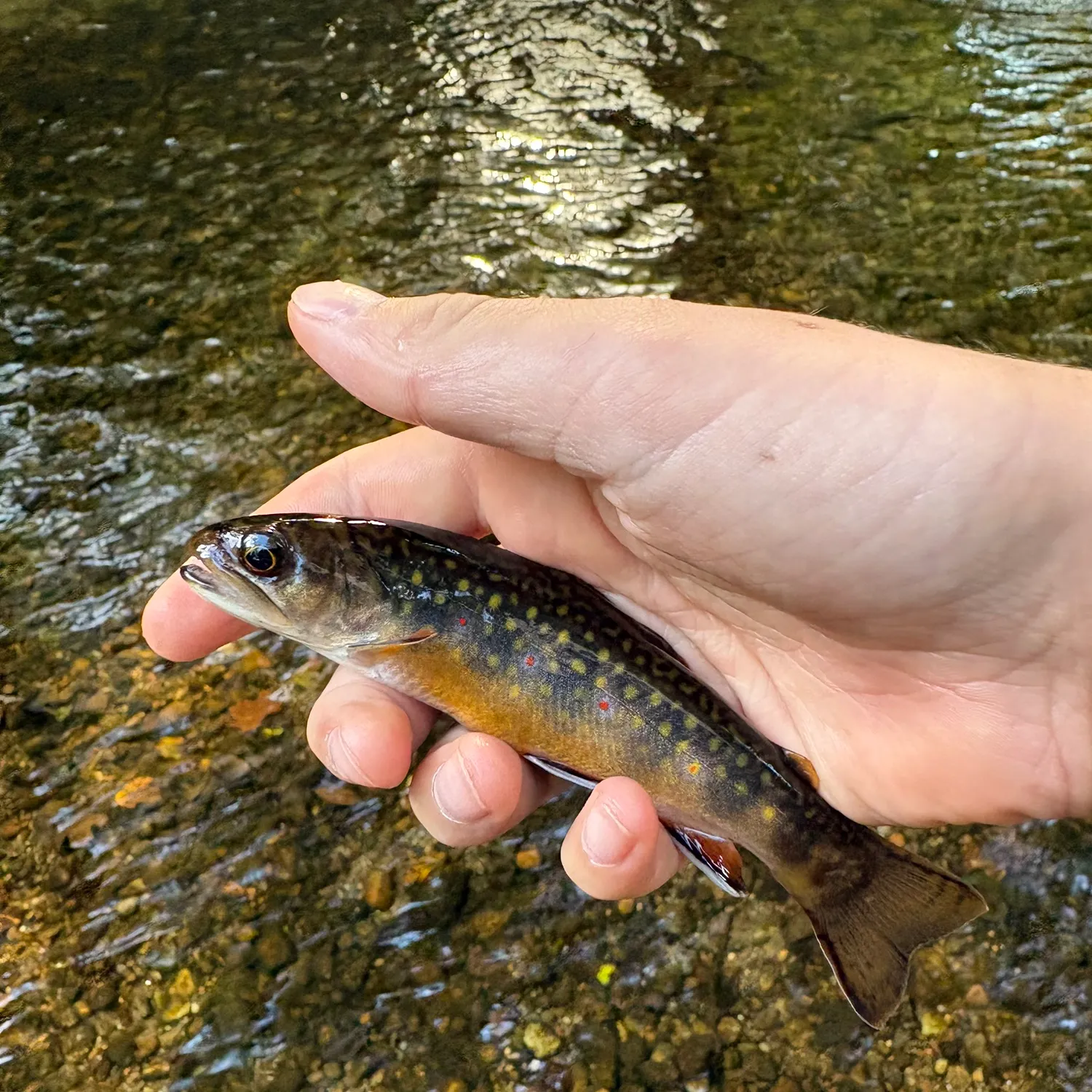 Brook trout caught on Fishbrain