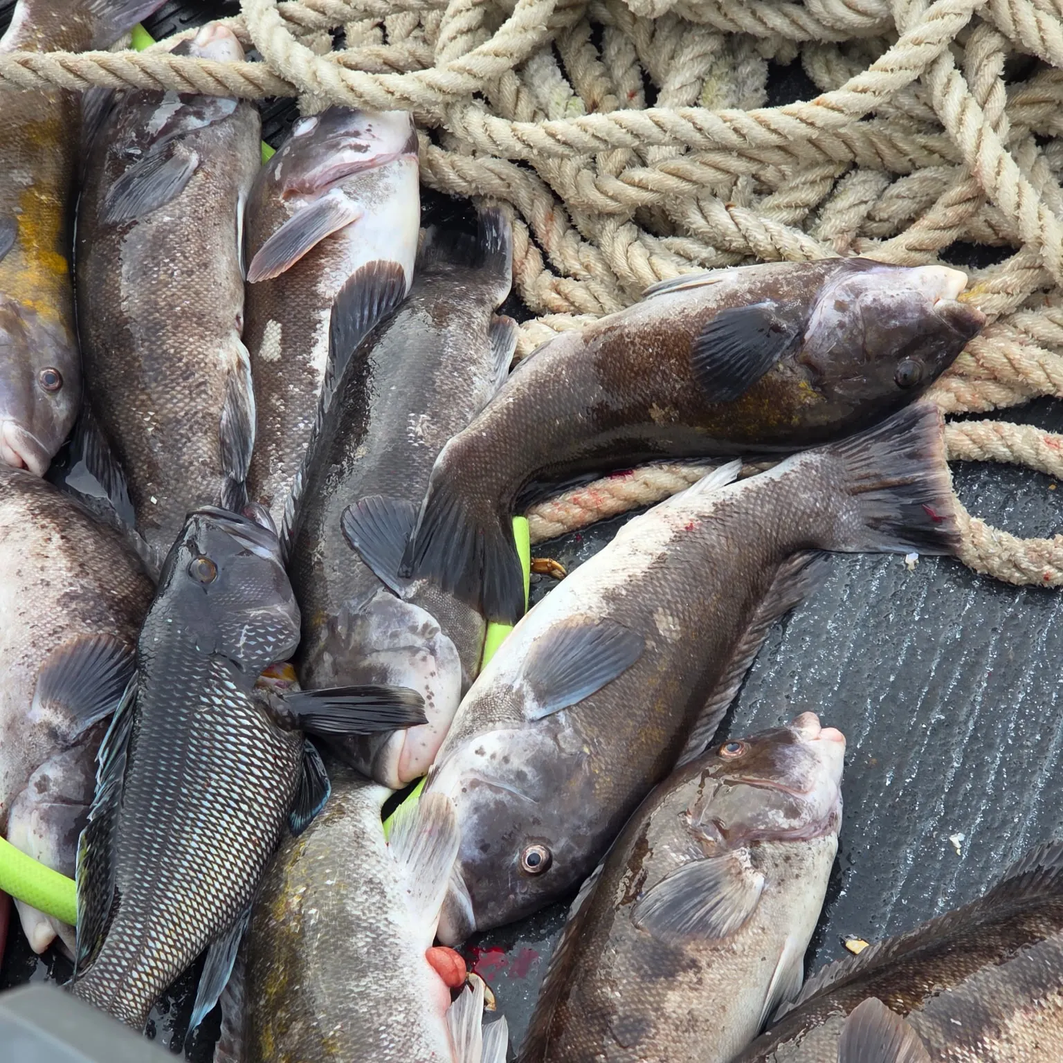 recently logged catches