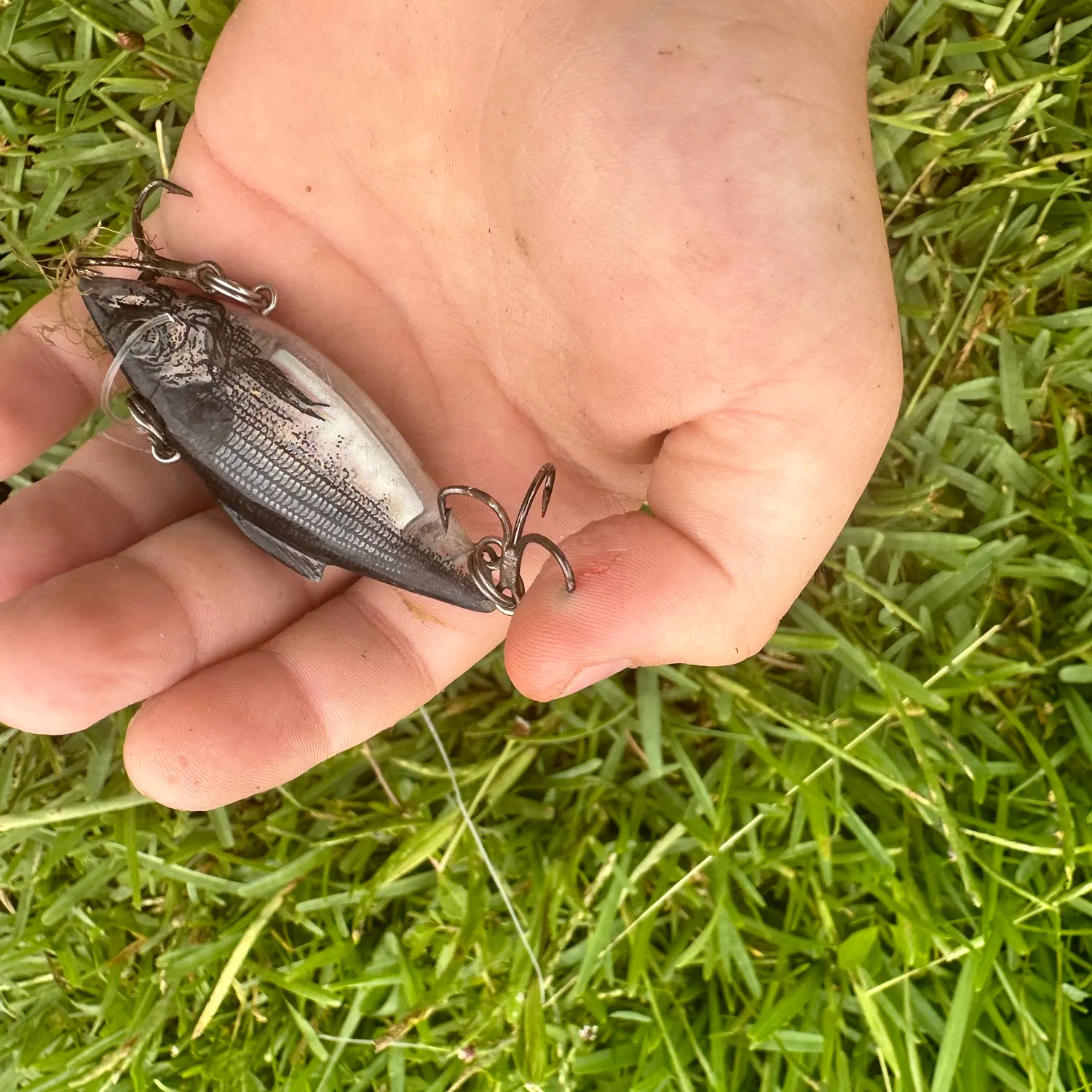 The most recent Crocodile fish catches on Fishbrain