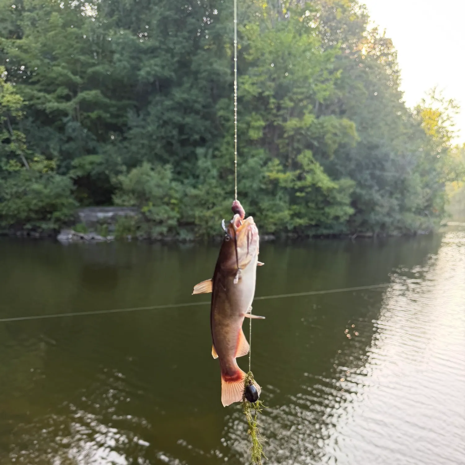 Fish caught on Fishbrain