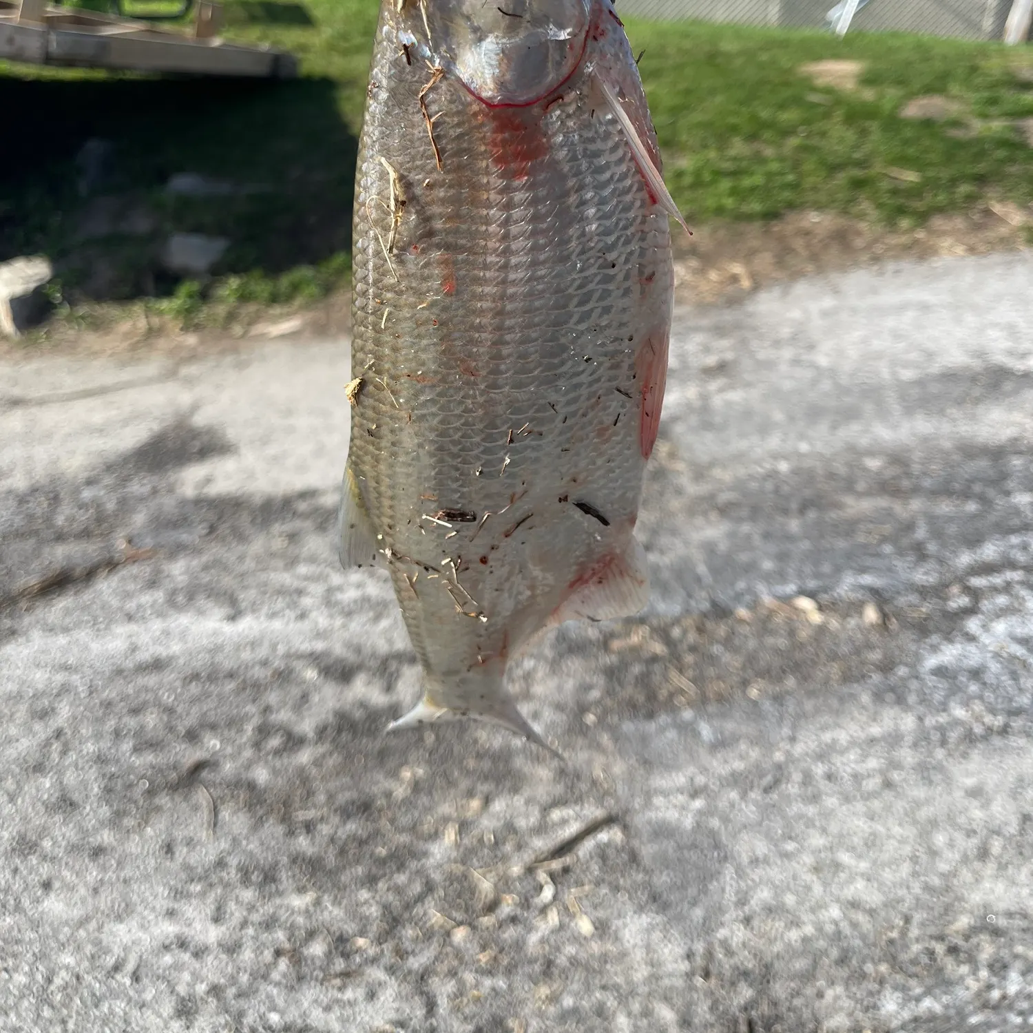most liked catch image