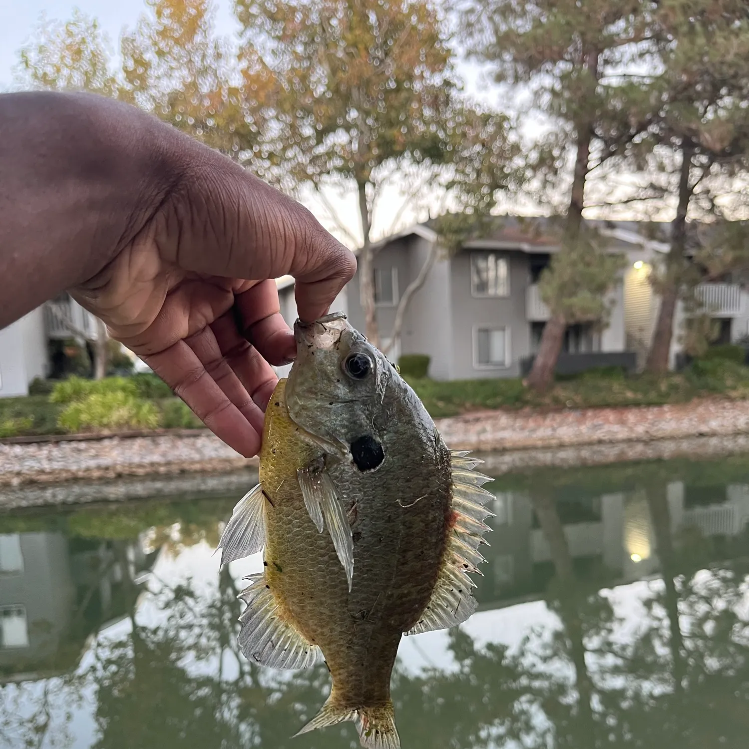 Bluegill caught on Fishbrain