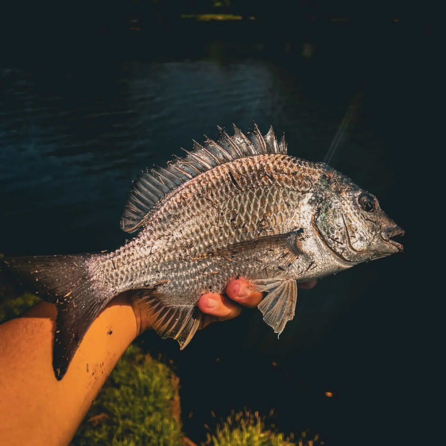 The most popular recent Surf bream catch on Fishbrain