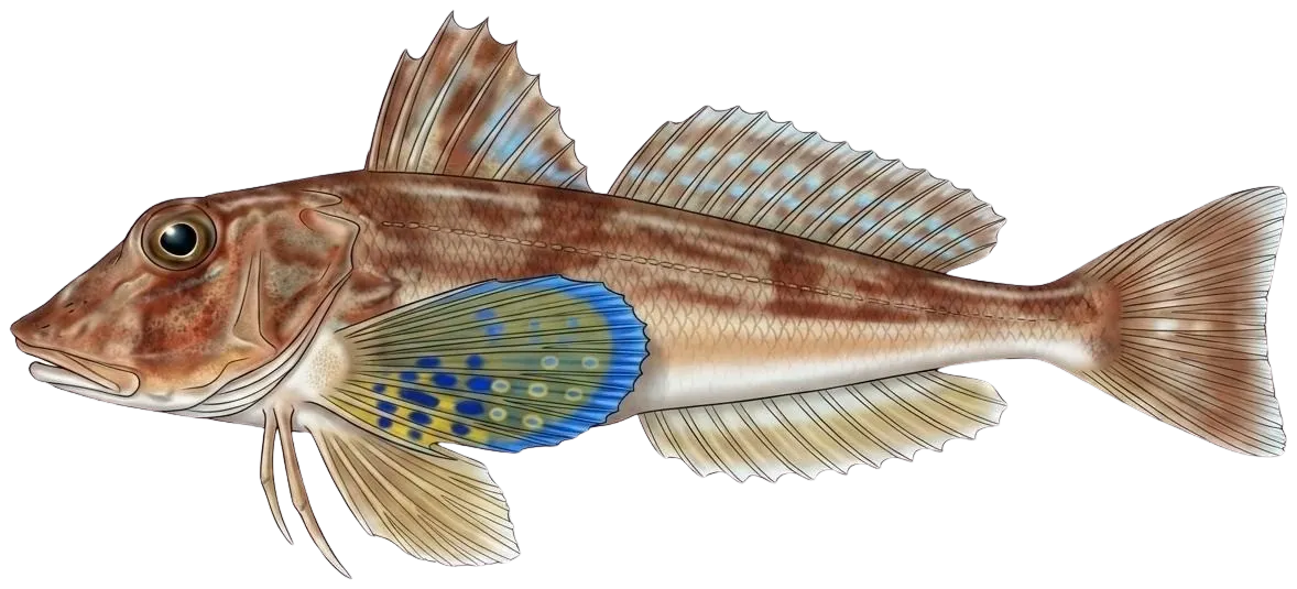 Tub gurnard