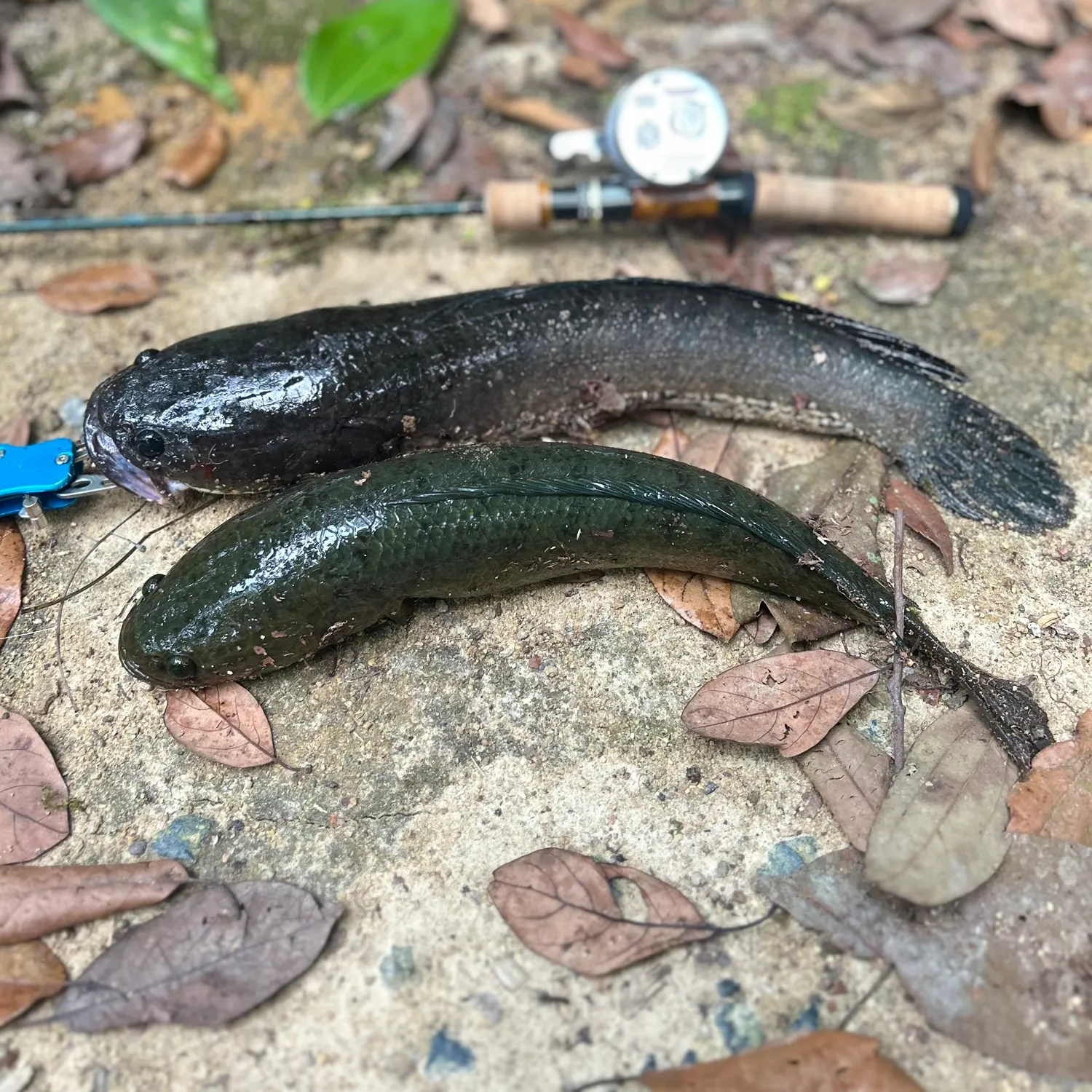 The most recent Forest snakehead catches on Fishbrain
