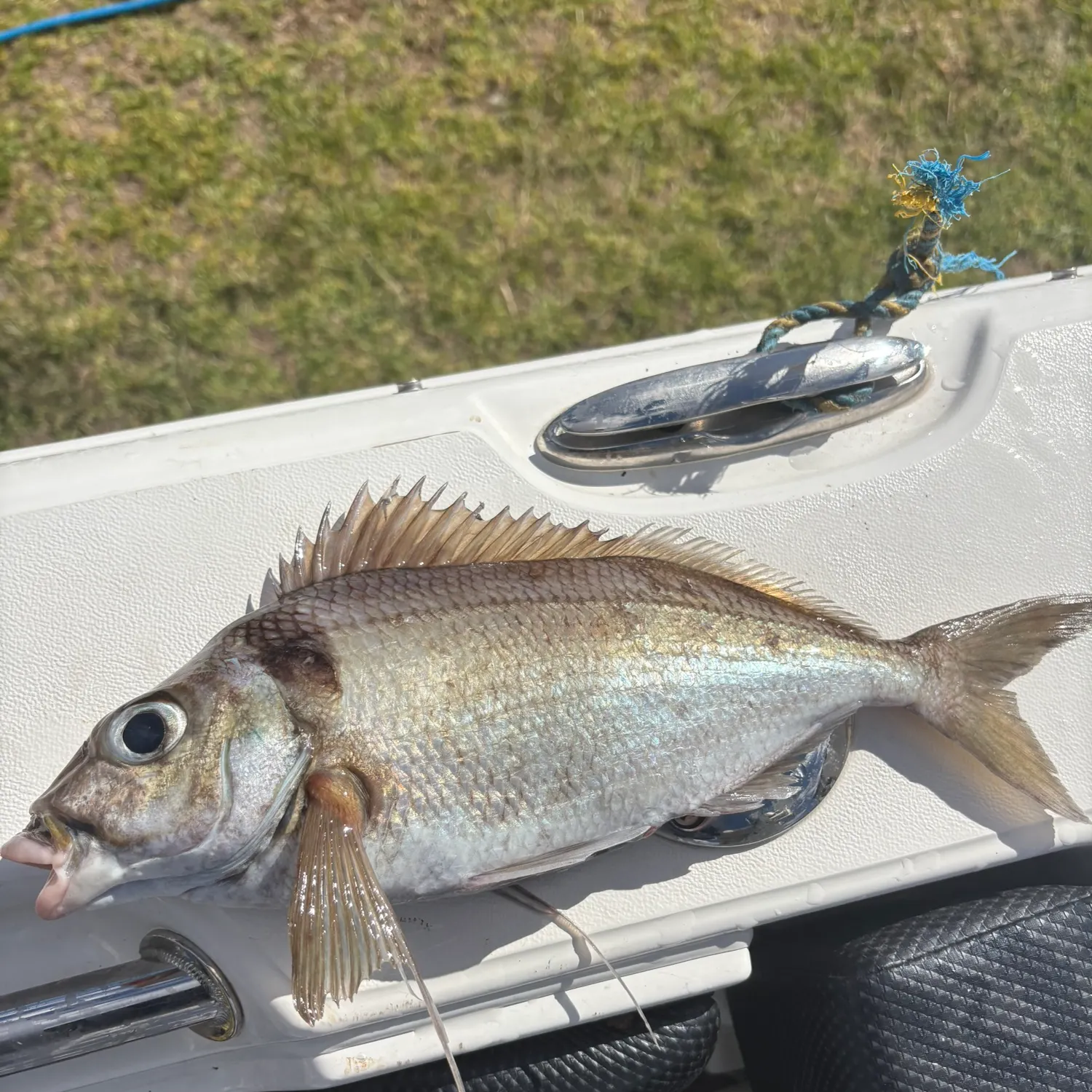 The most recent Bidyan perch catches on Fishbrain