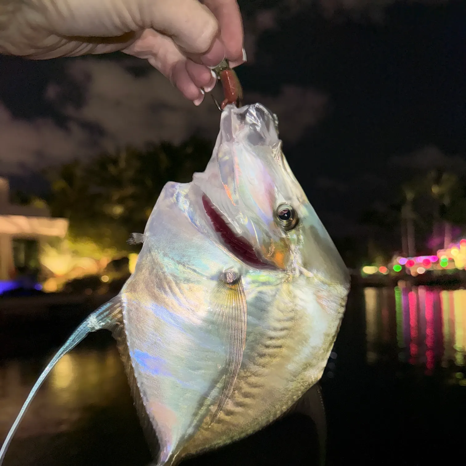 The most recent Lookdown catches on Fishbrain