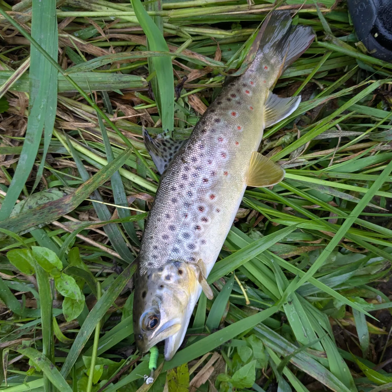 Brown trout caught on Fishbrain