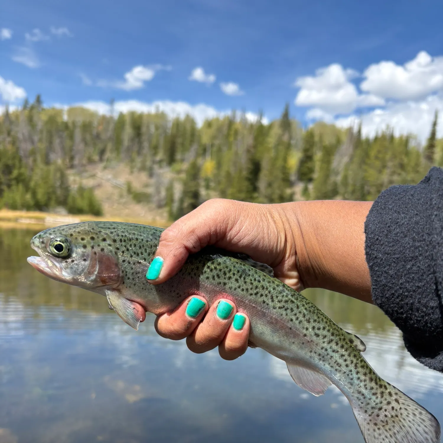 Rainbow trout caught on Fishbrain