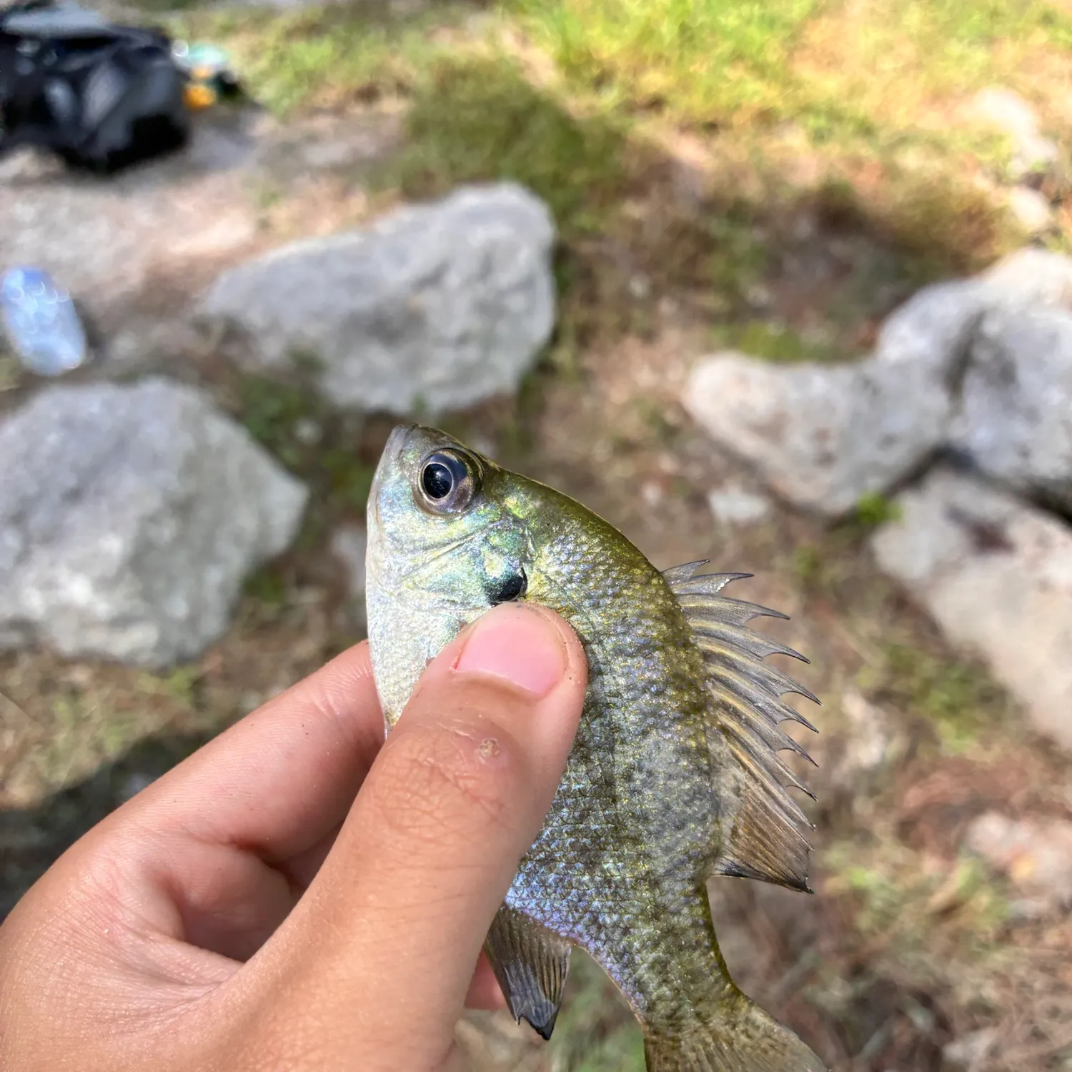 Bluegill caught on Fishbrain