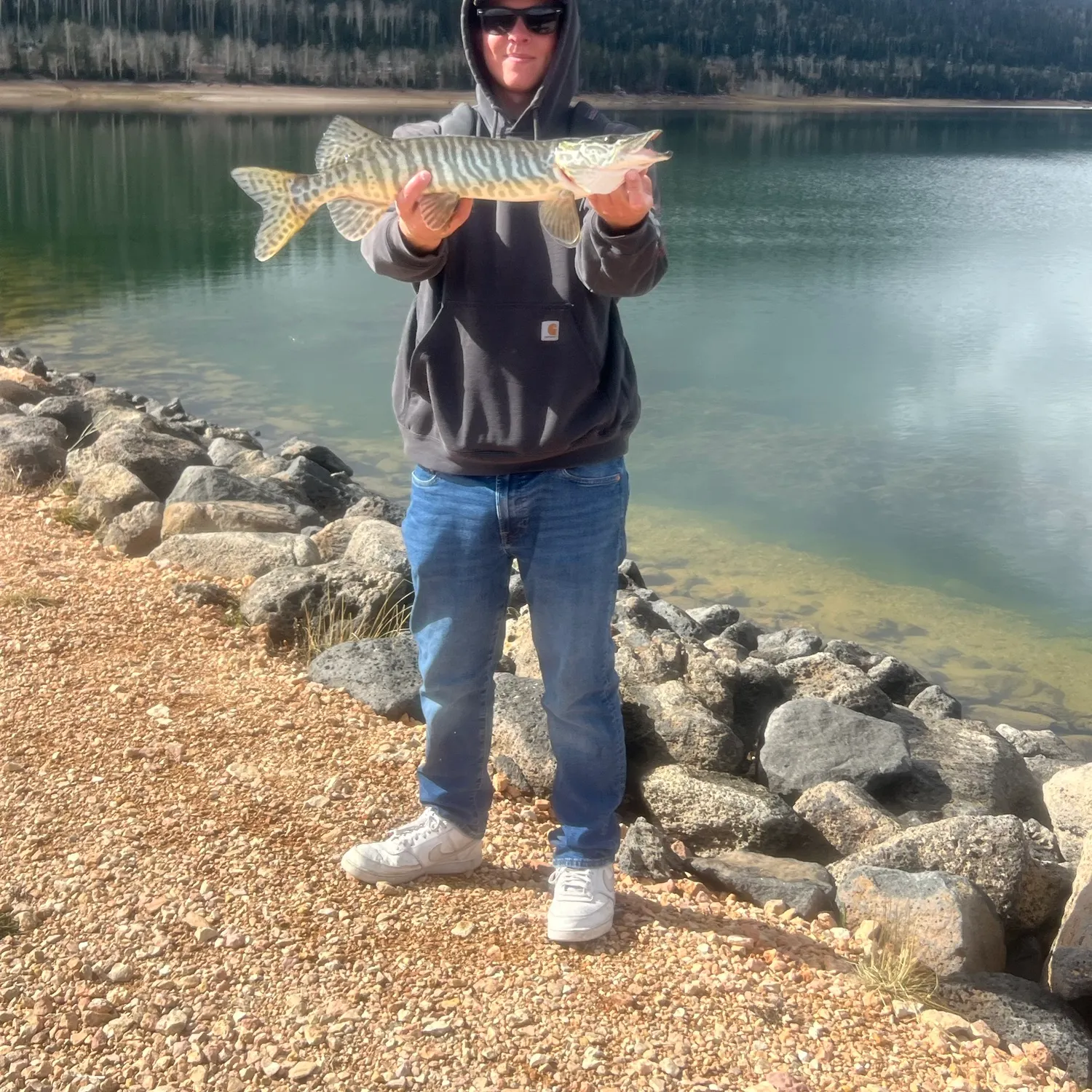 Tiger muskie caught on Fishbrain