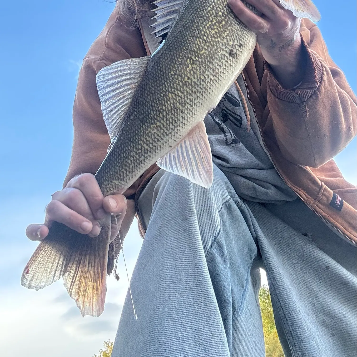 Walleye caught on Fishbrain